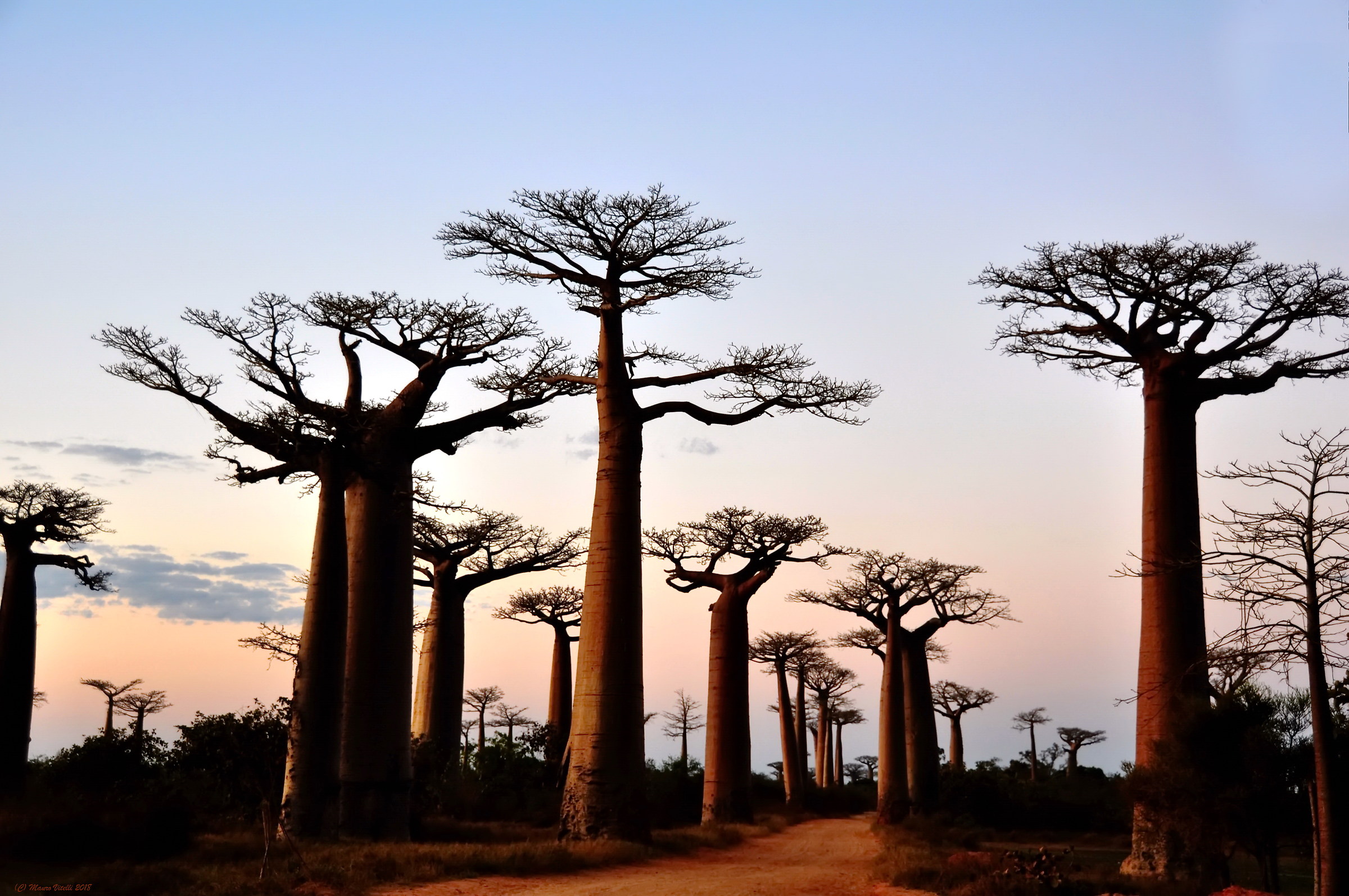 Baobab...