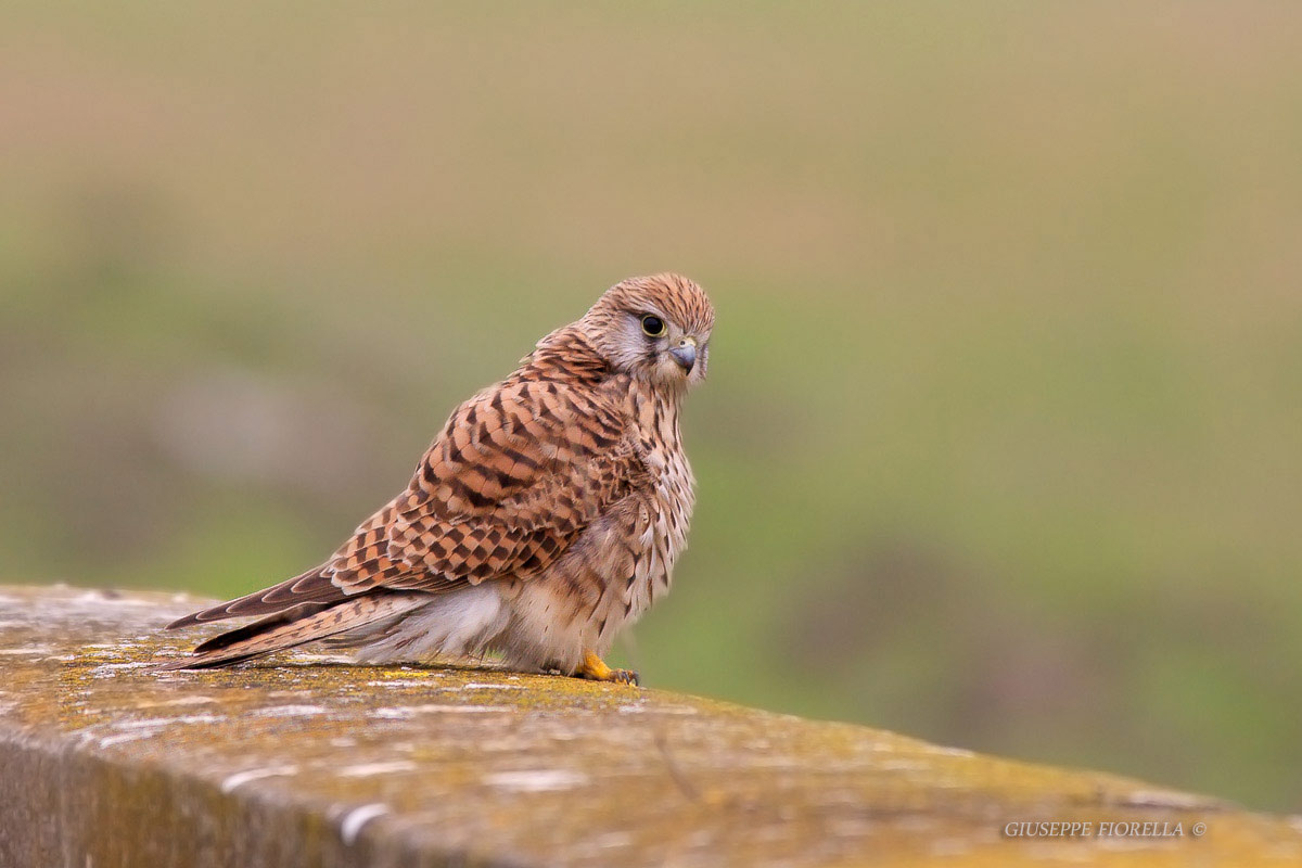 Kestrel