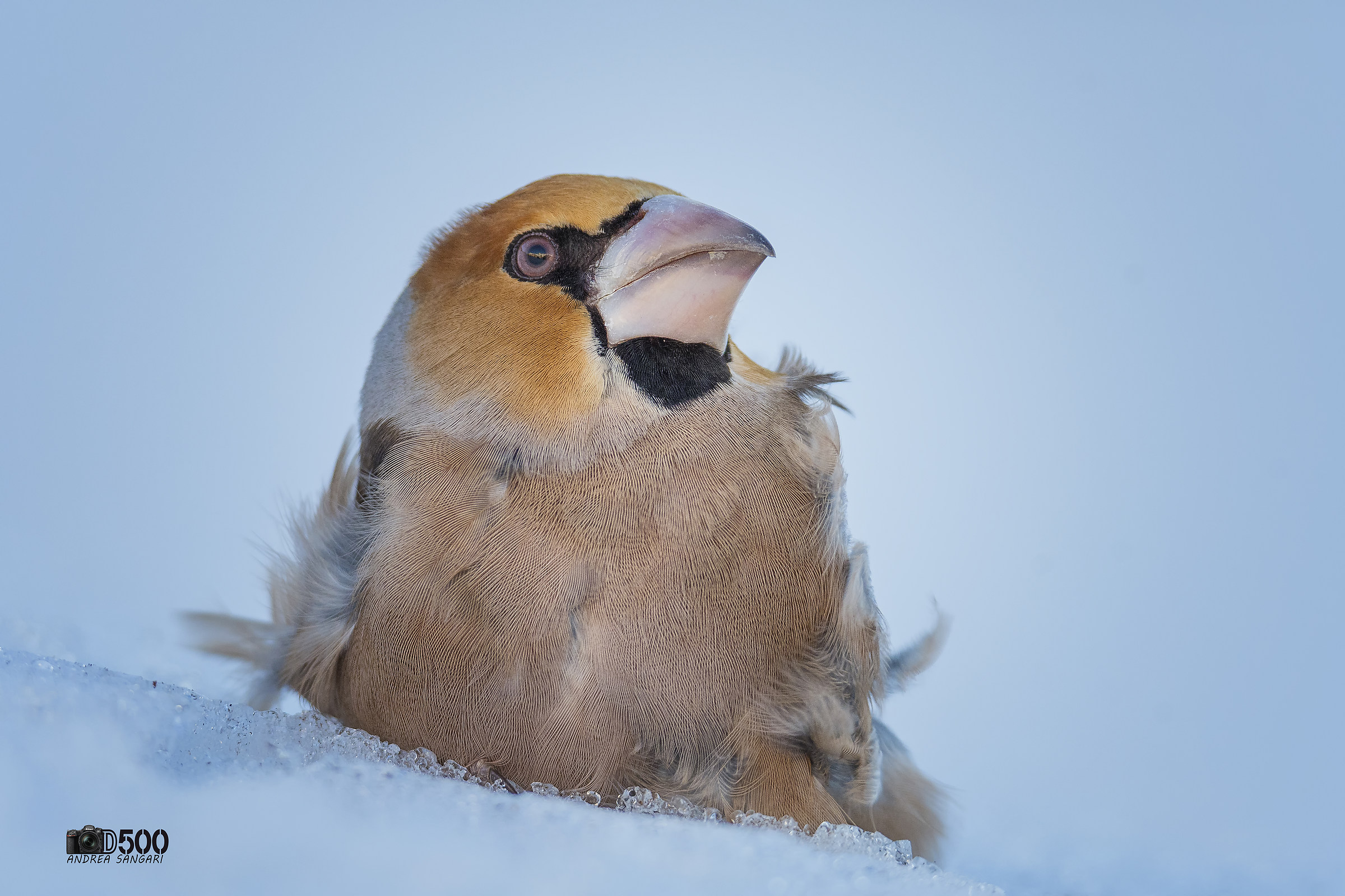 Meeting very close with the hawk