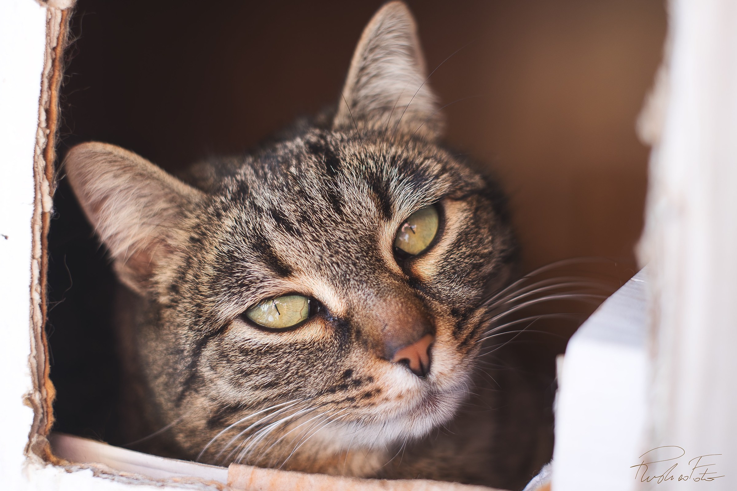 Nella tana del gatto...