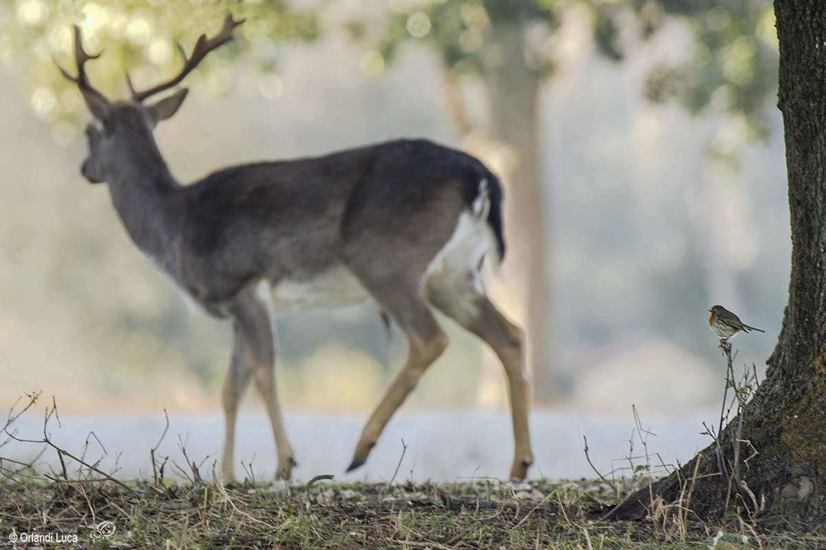 Fallow deer and Petttirosso