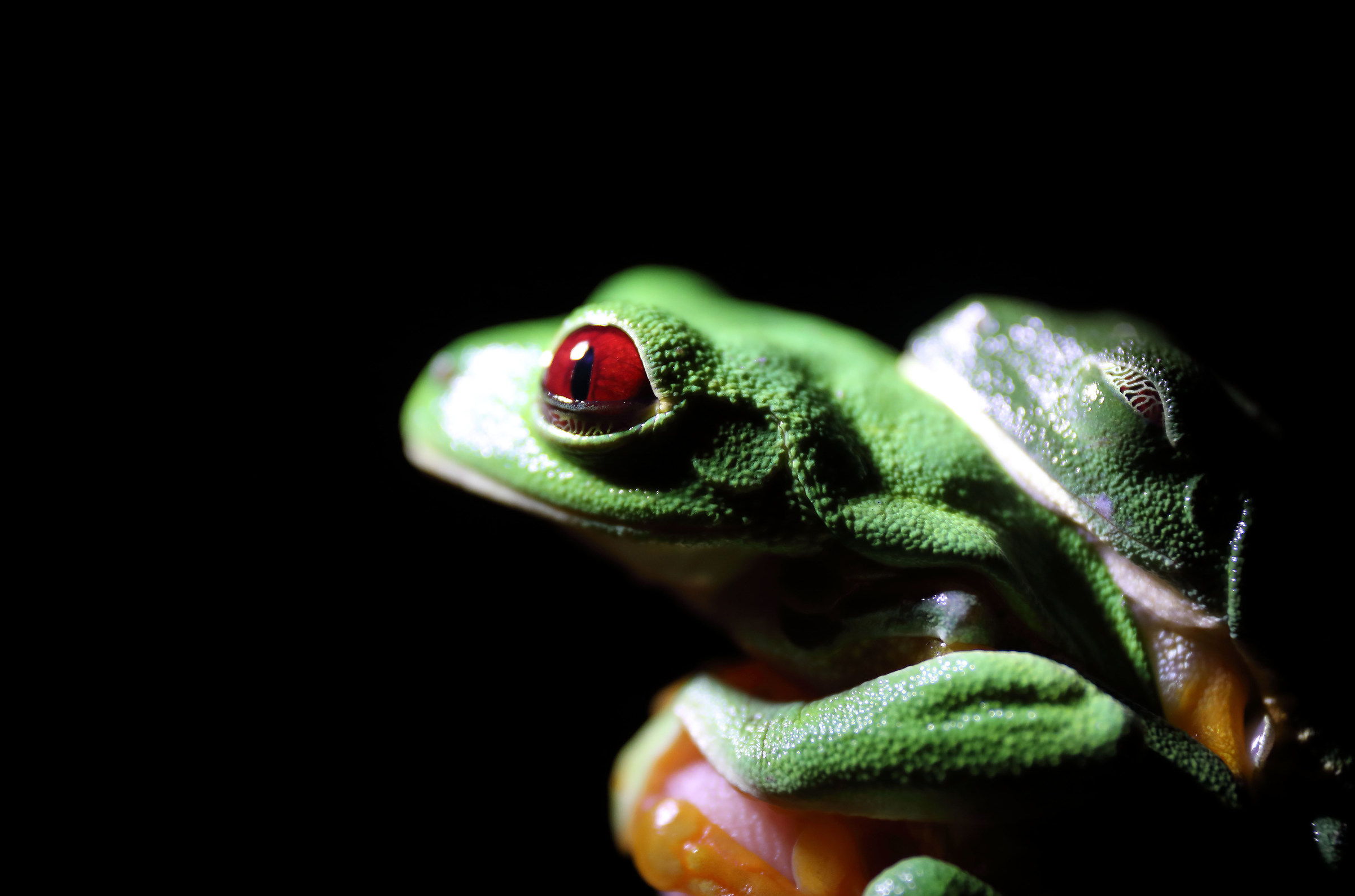Red Eyed Tree Frog