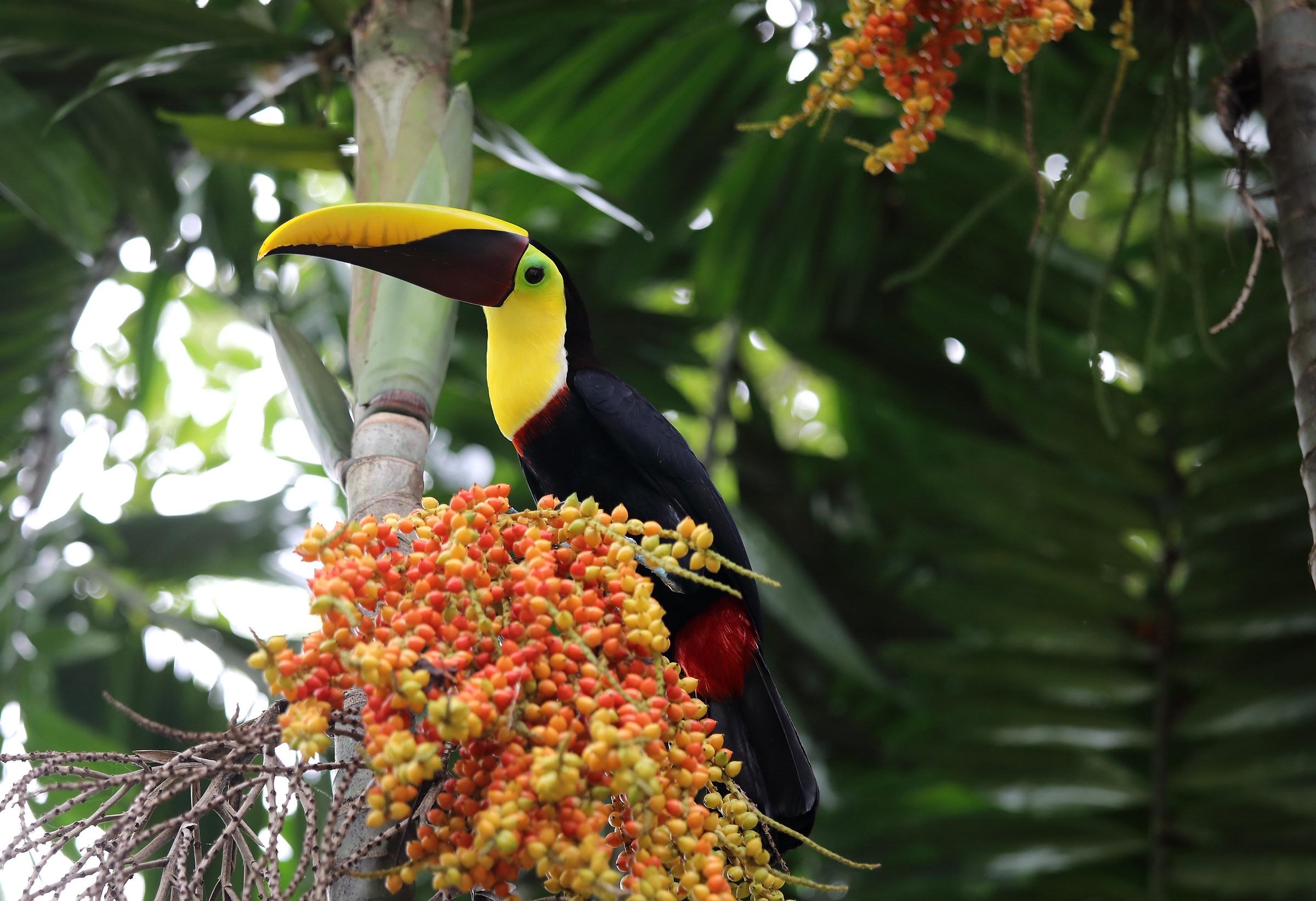 Toucan