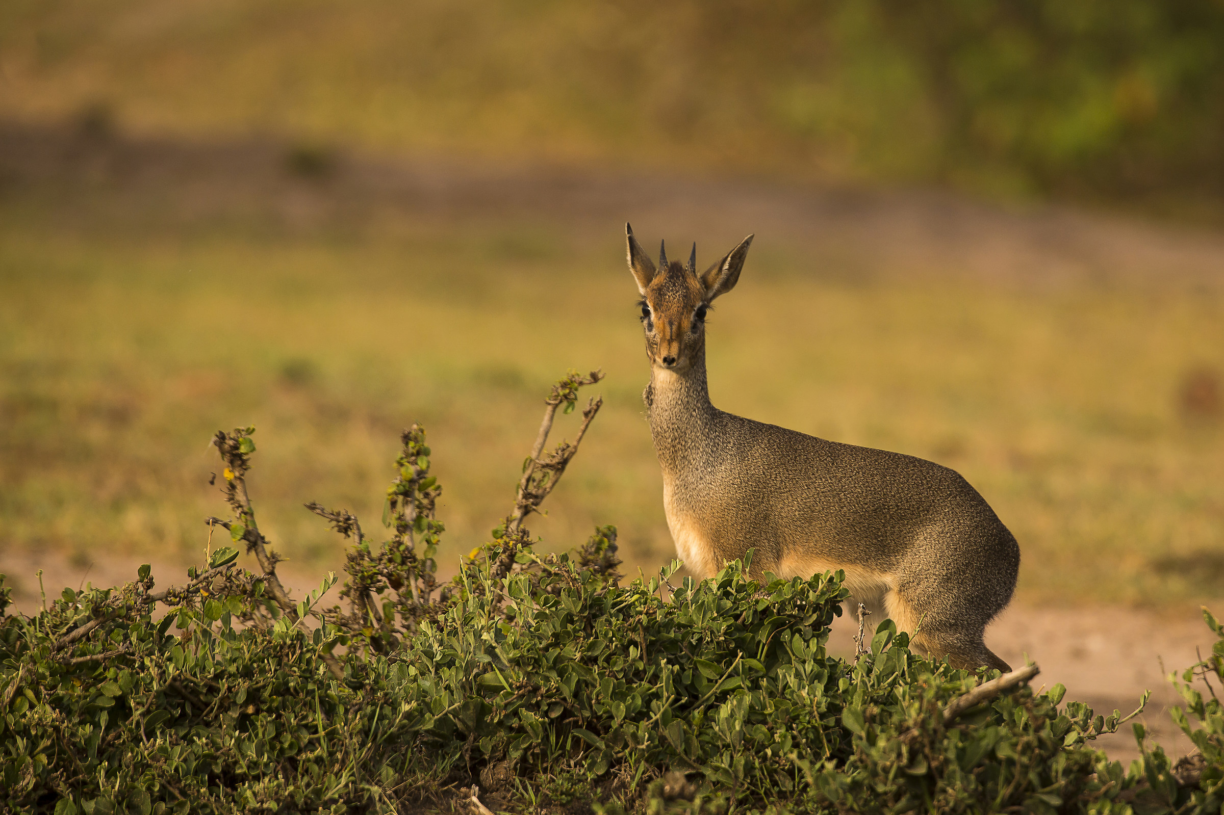 Dik-Dik