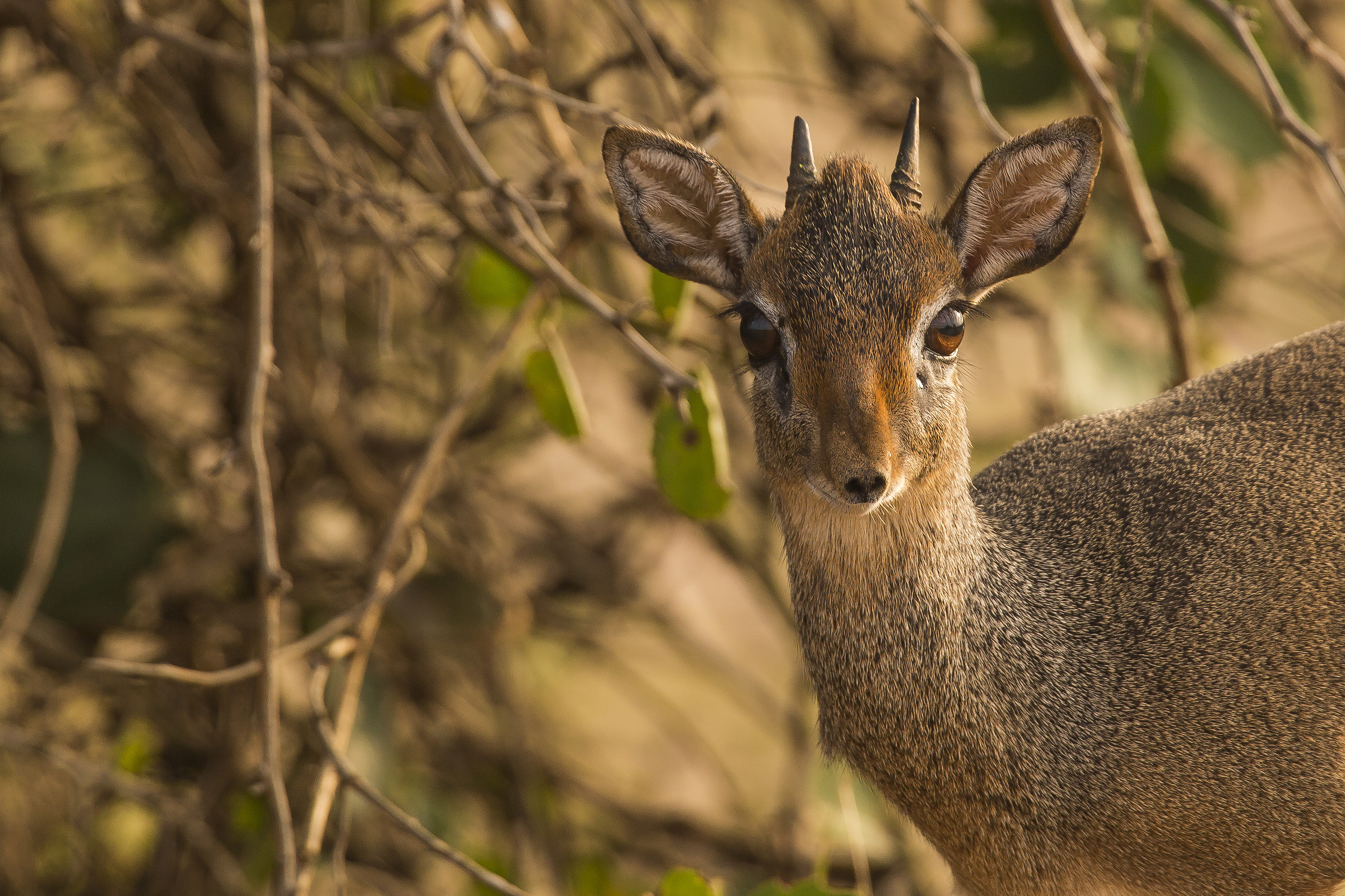 Dik-Dik