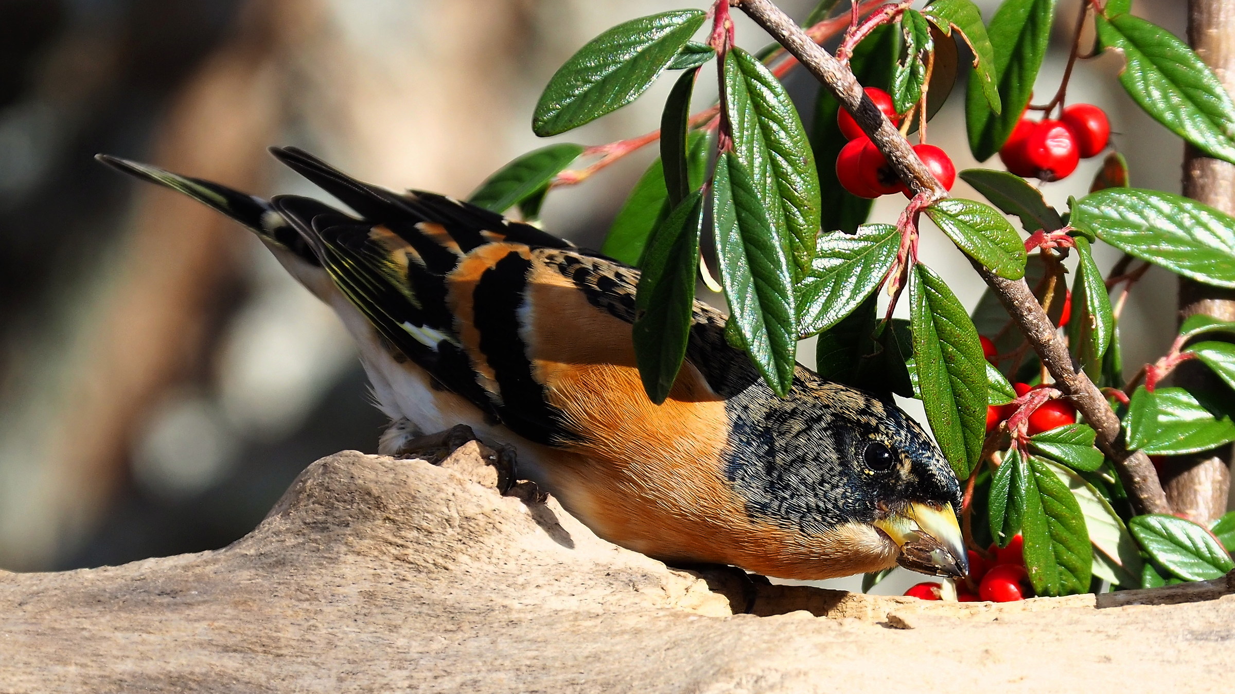 Brambling