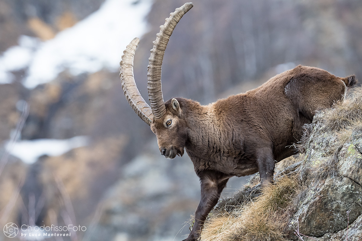 Ibex downhill on the rocks