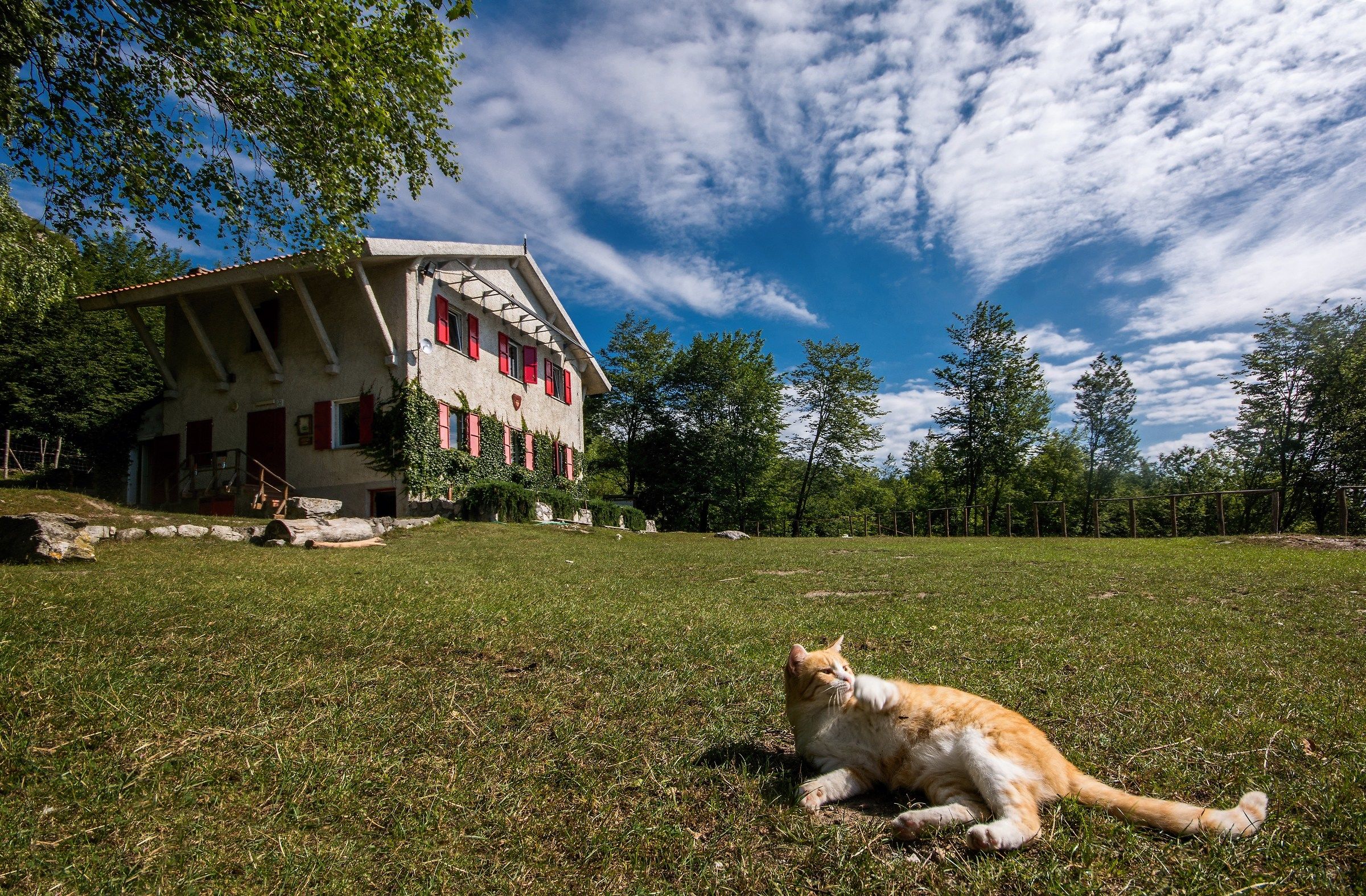 Il gatto del rifugio