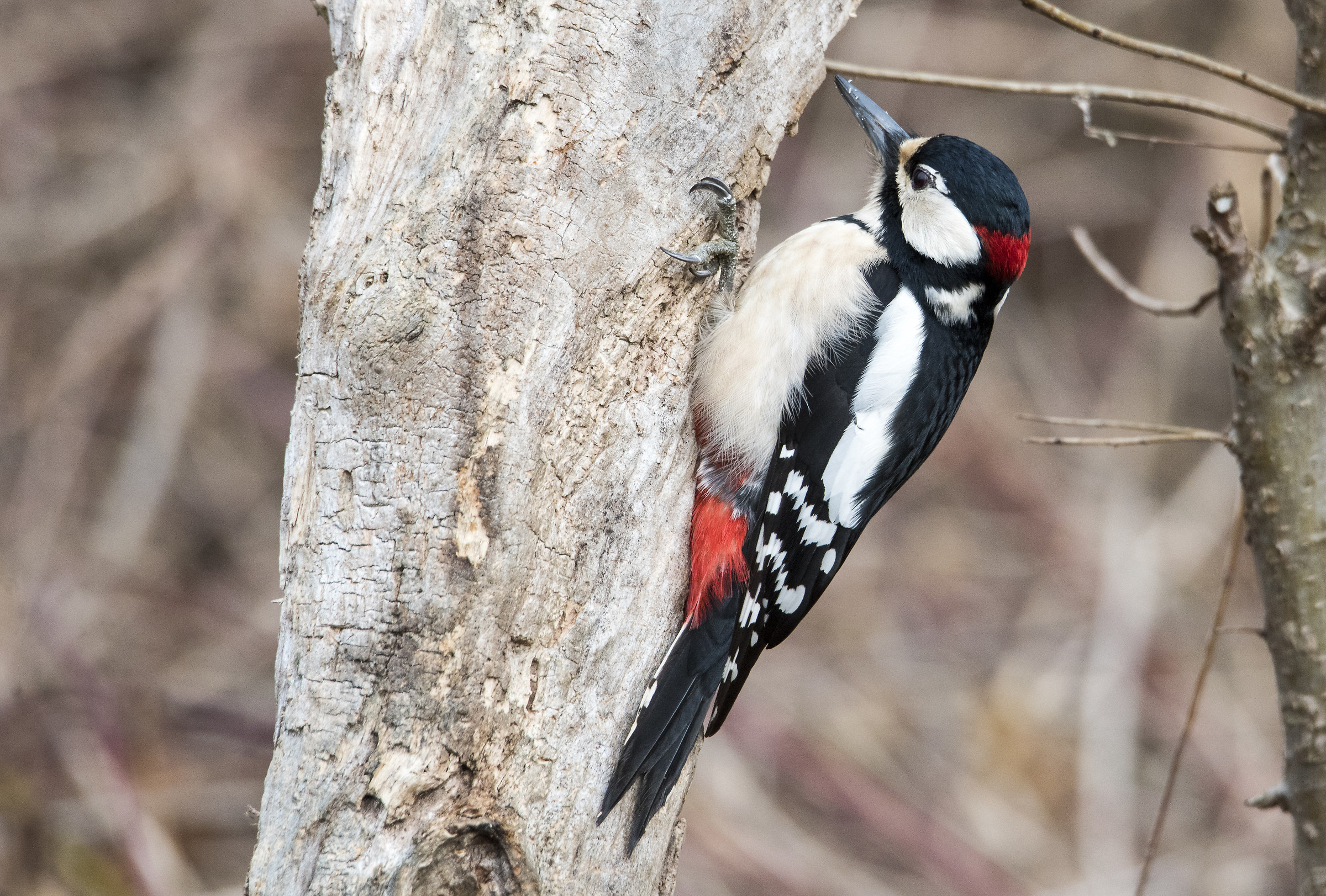 Picchio rosso maggiore