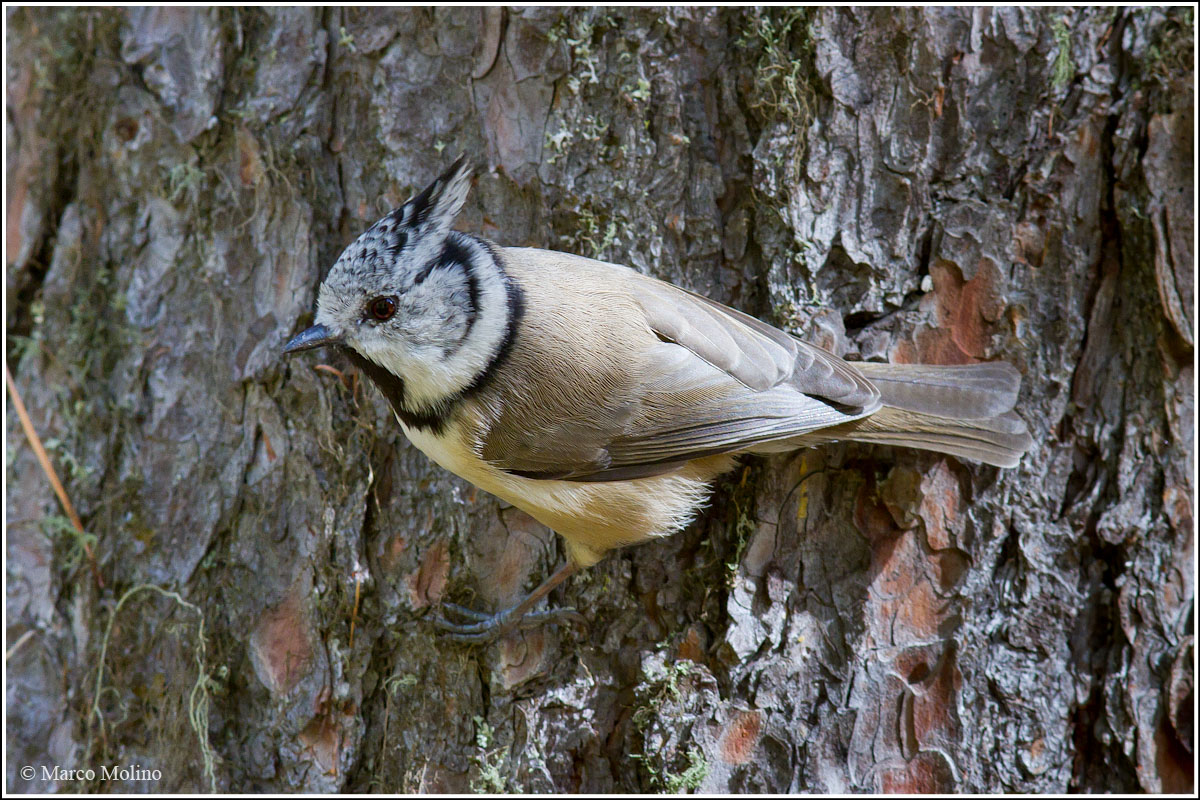 Parus cristatus - Cincia dal ciuffo