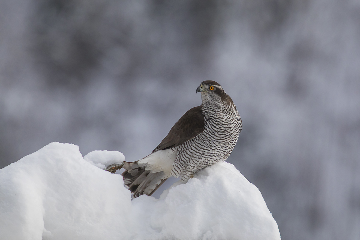 Goshawk
