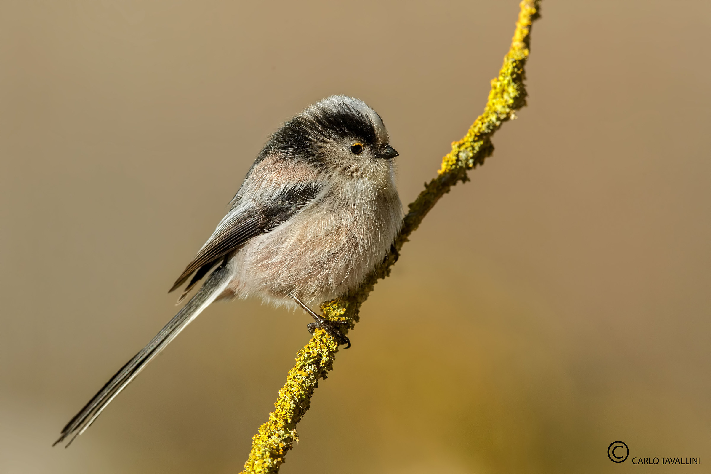 Long-tailed Tit