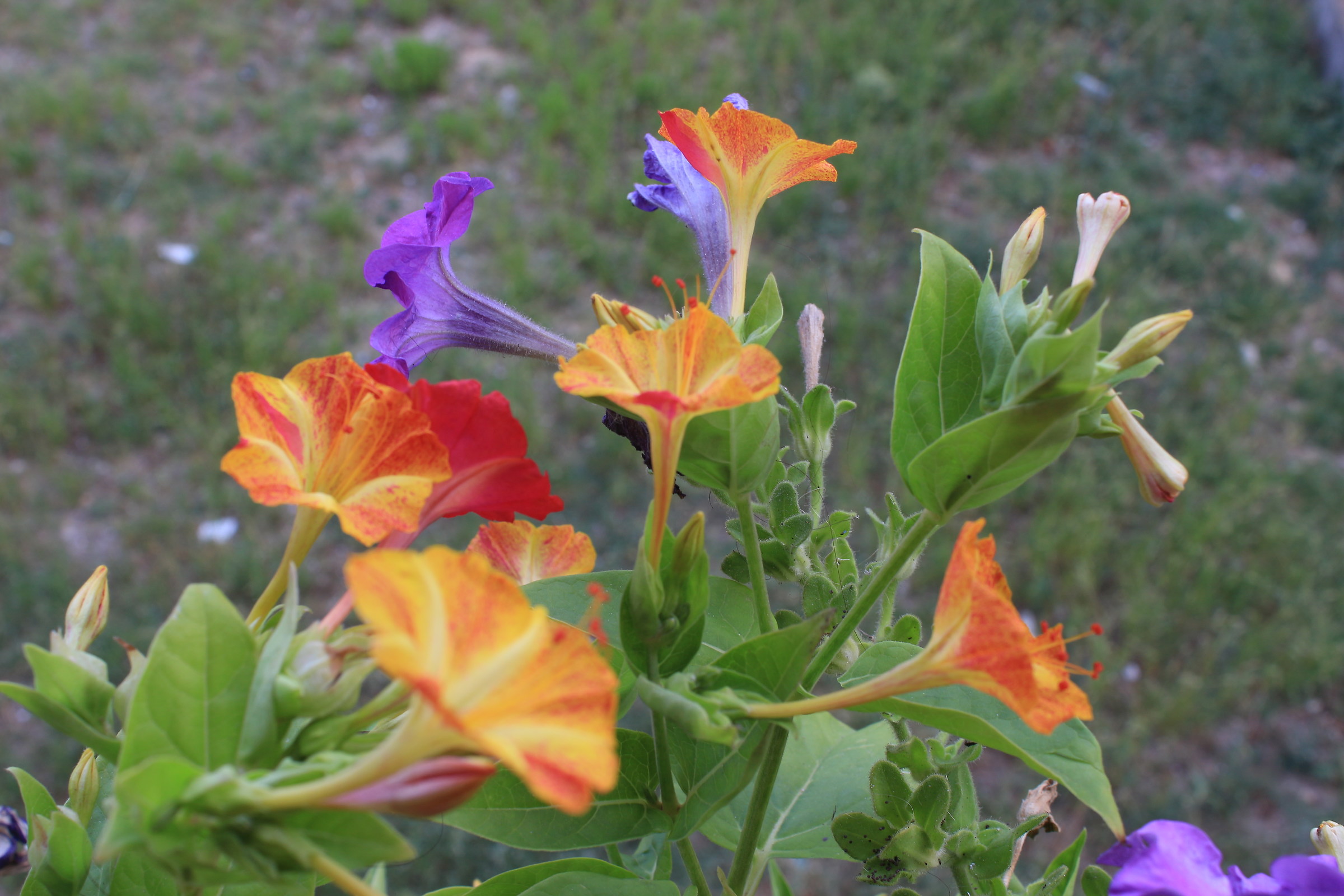 Fiori sinonimo di colori