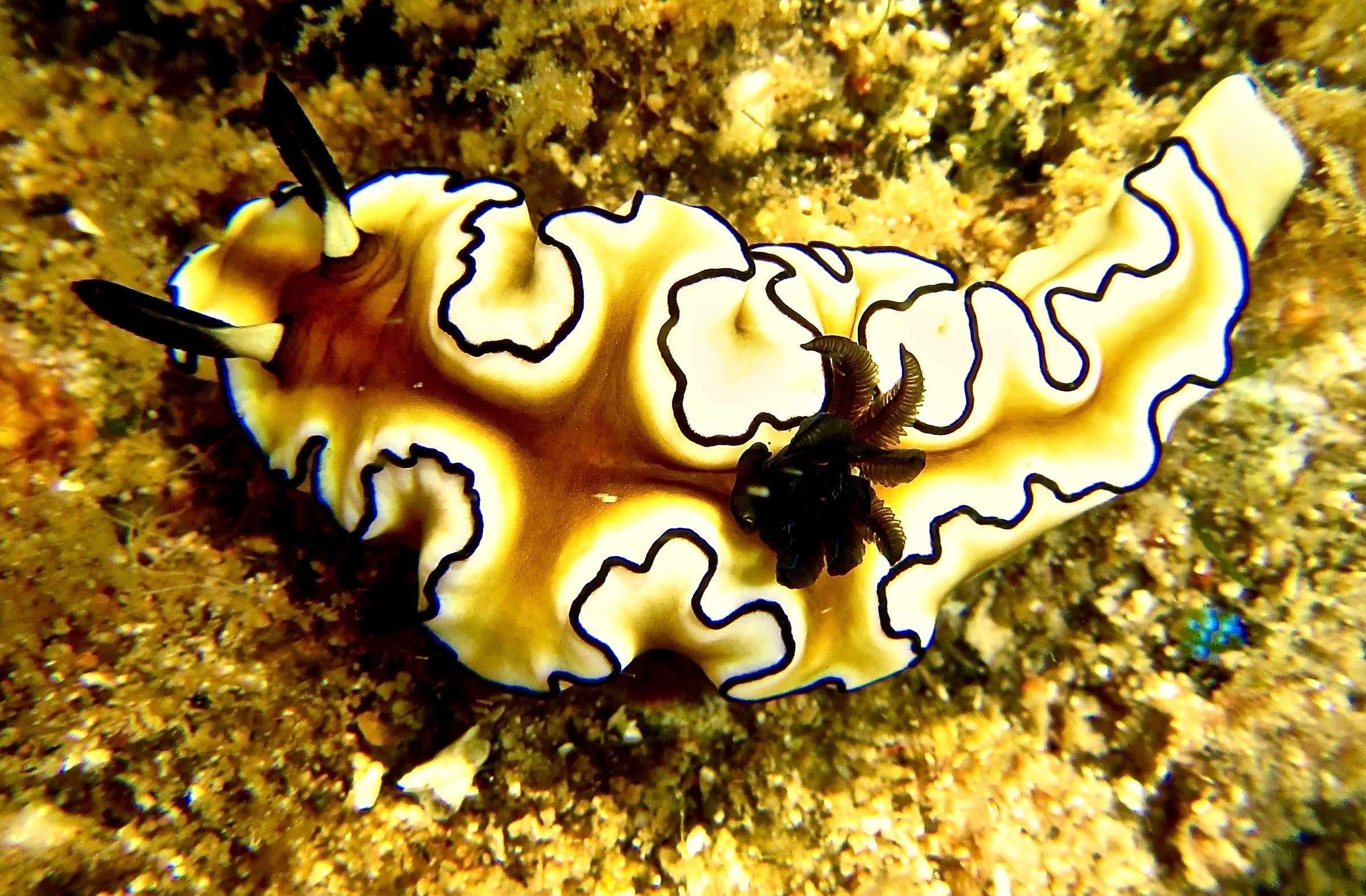 nudibranch
