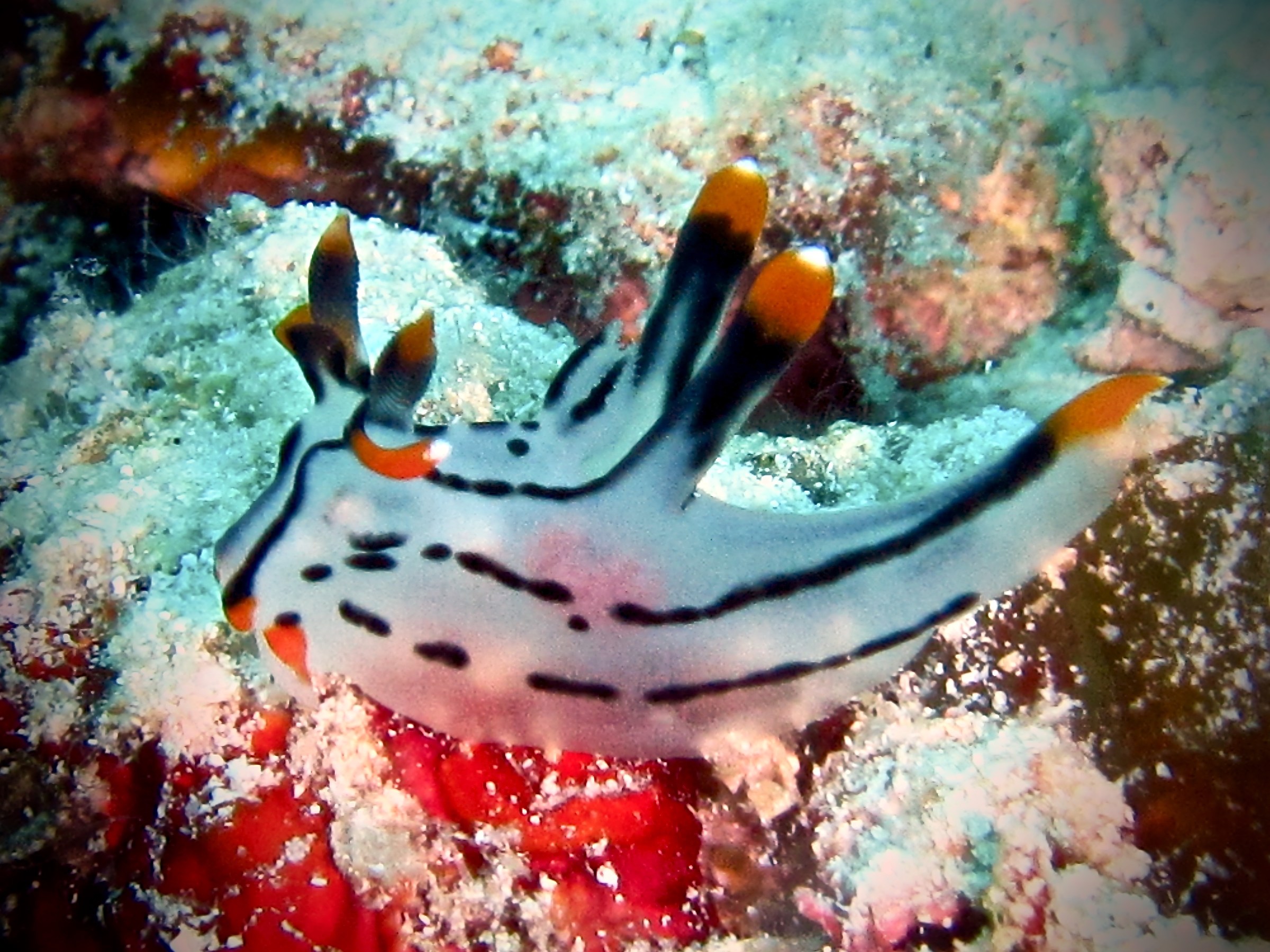 nudibranch