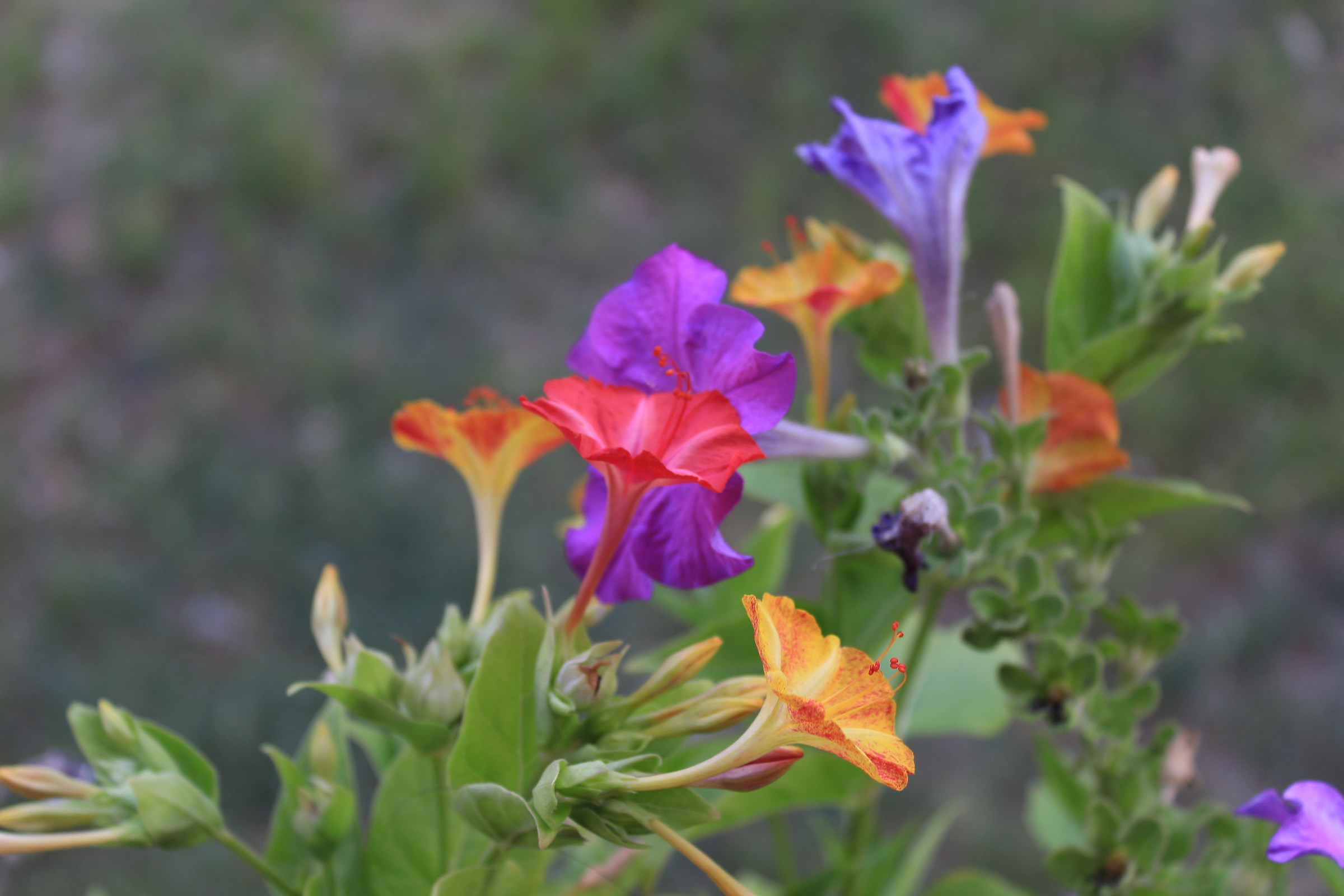 Flowers synonymous with colors