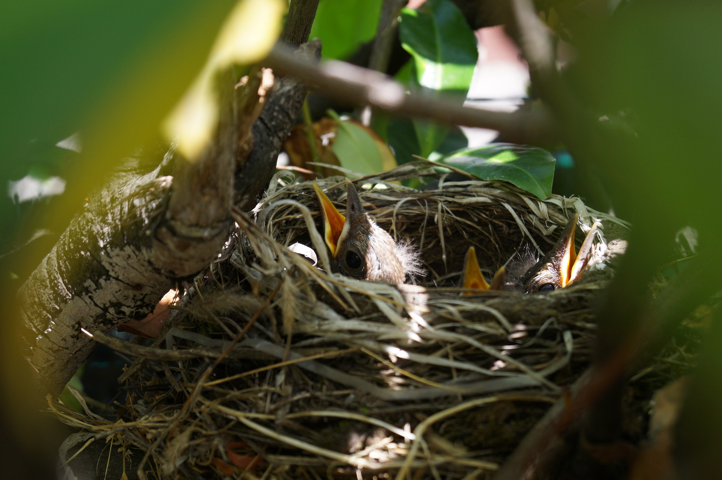 piccoli merli crescono affamati