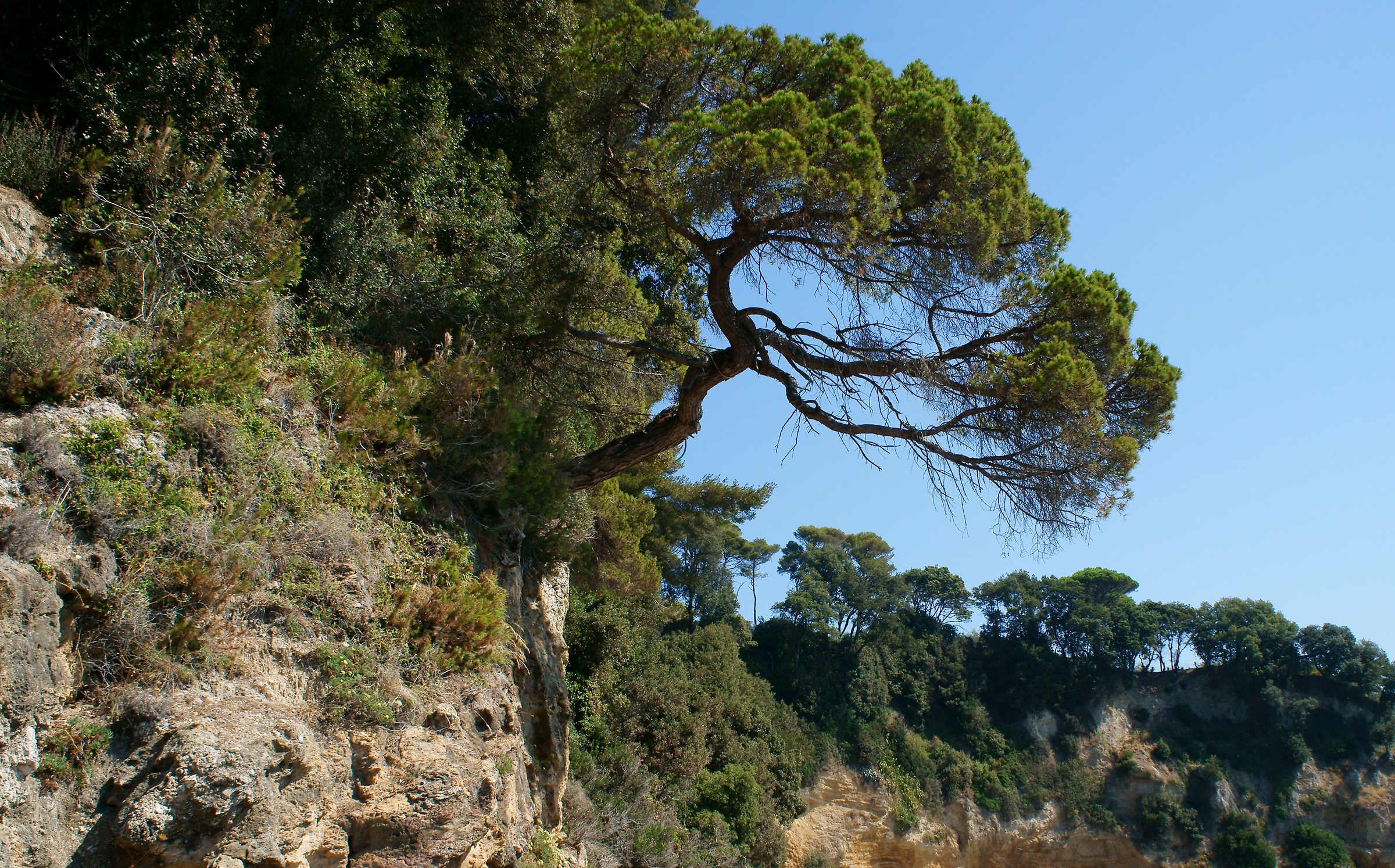 tree in Lerici