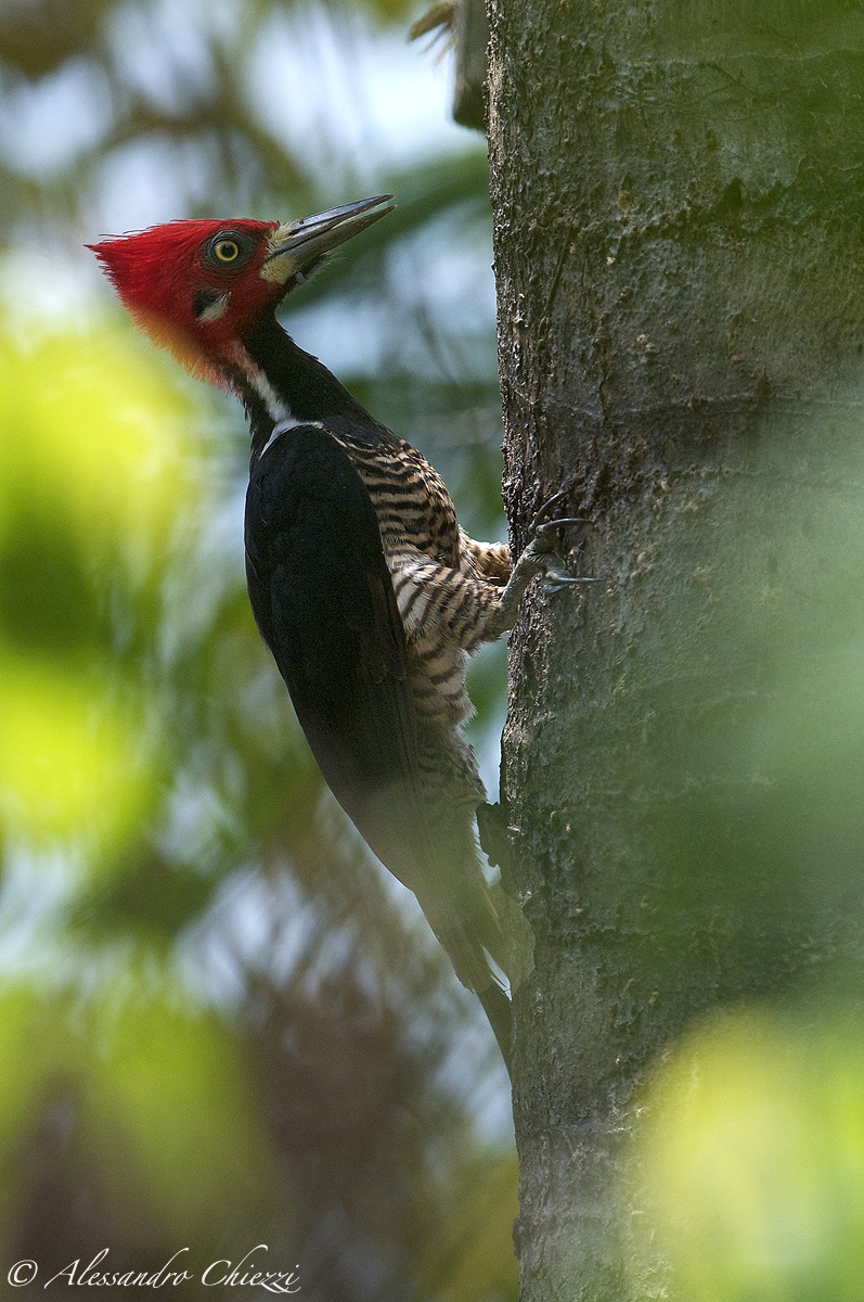 Picchio bianco e nero