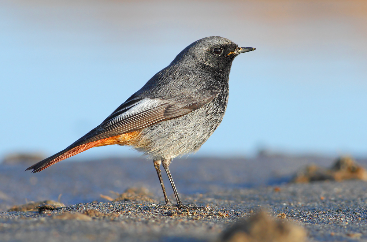 Redstart chimney sweep