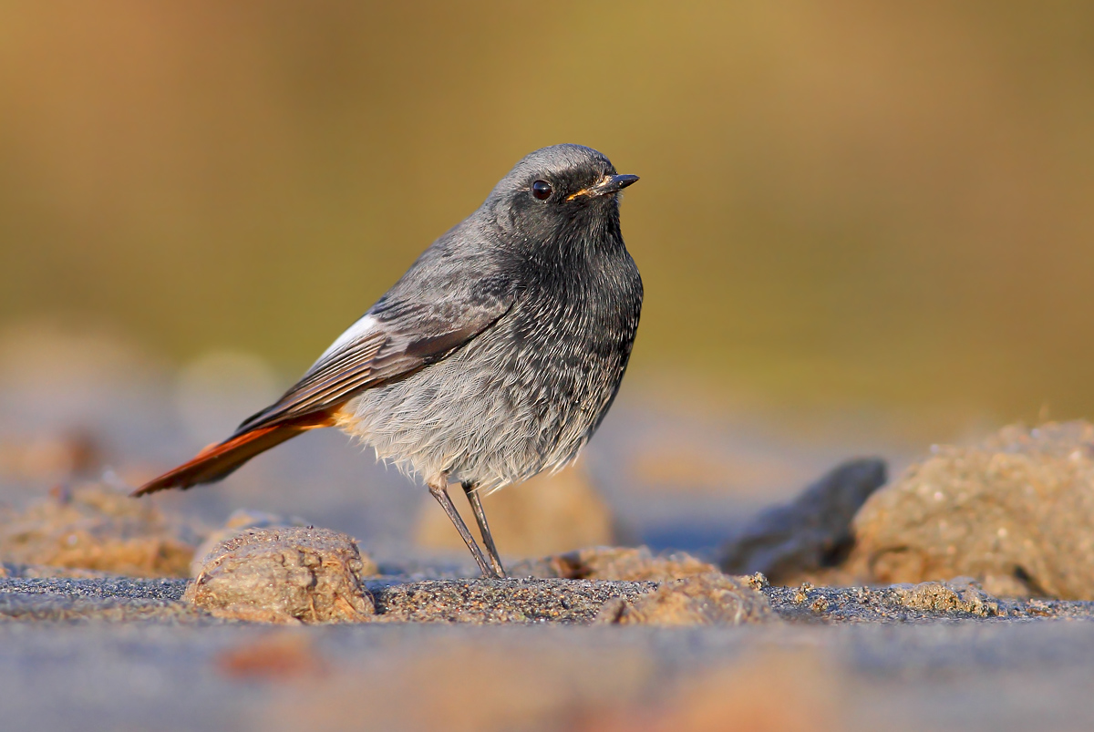 Redstart chimney sweep