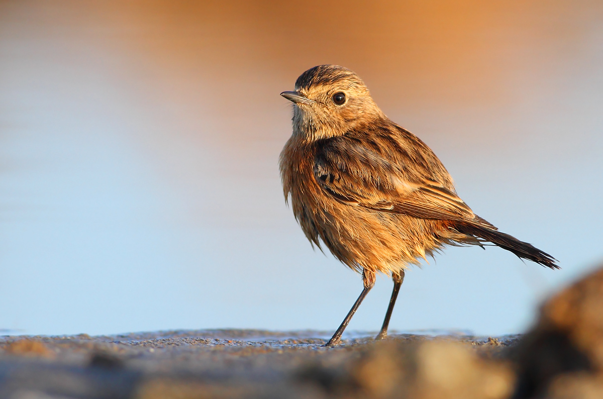 stonechat