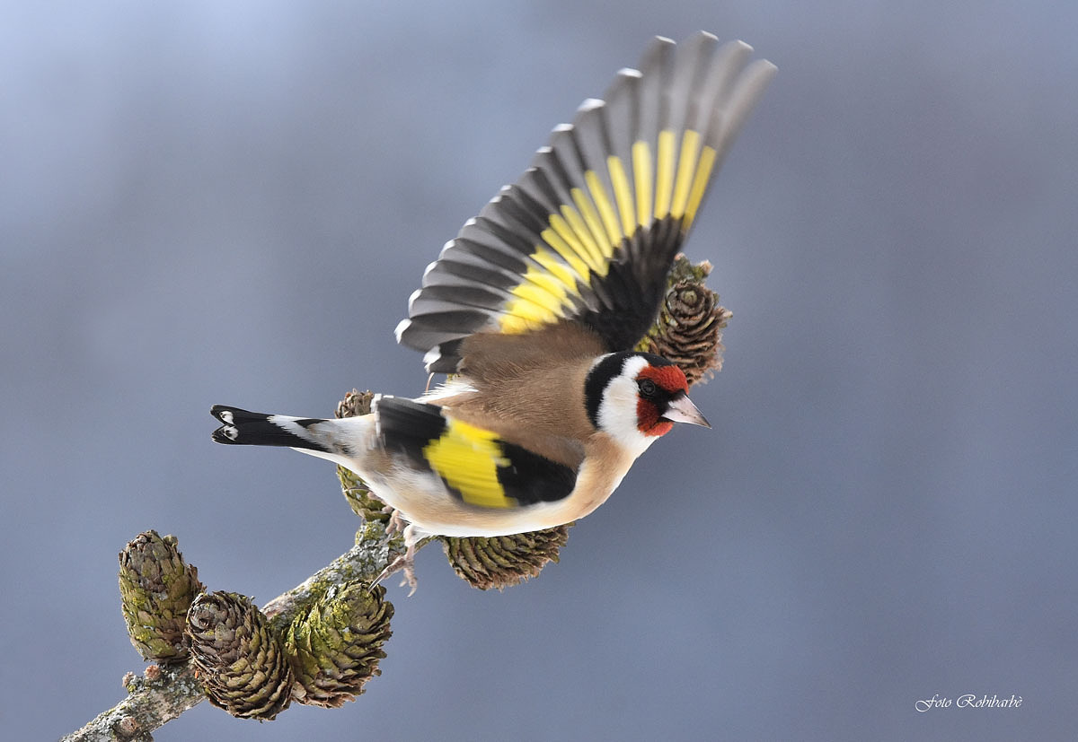 Goldfinch...