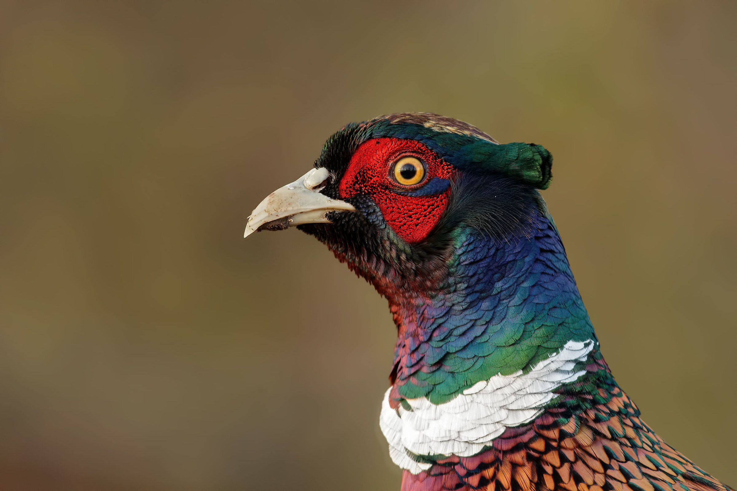 Pheasant
