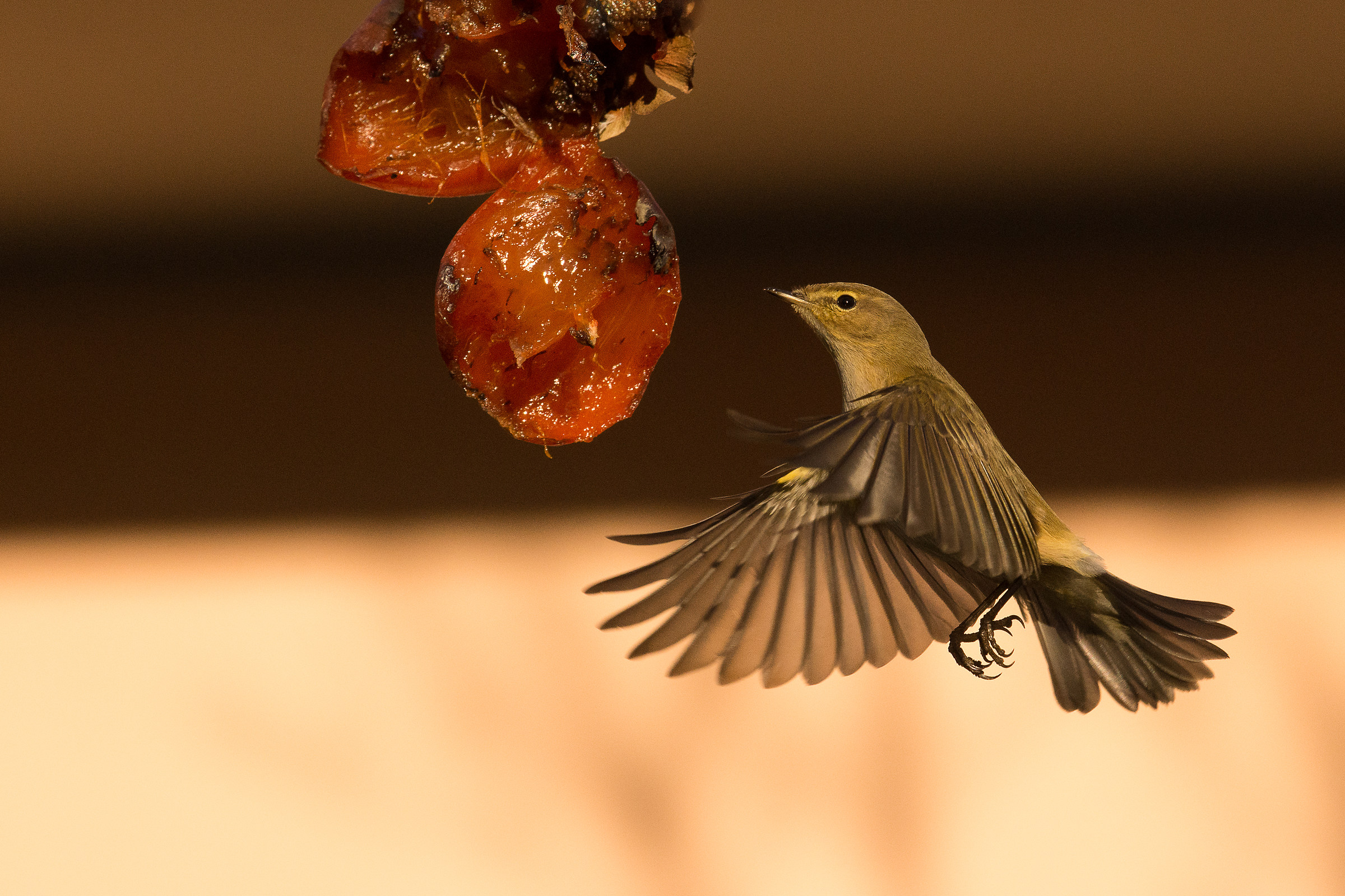 Caco hanging ..... at sunset