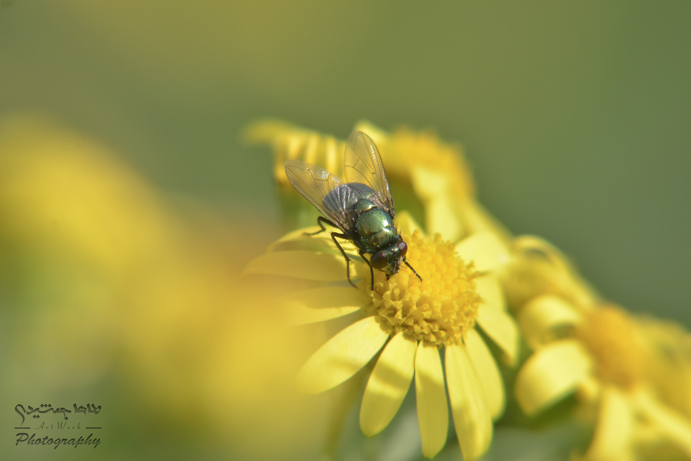 fly in flower