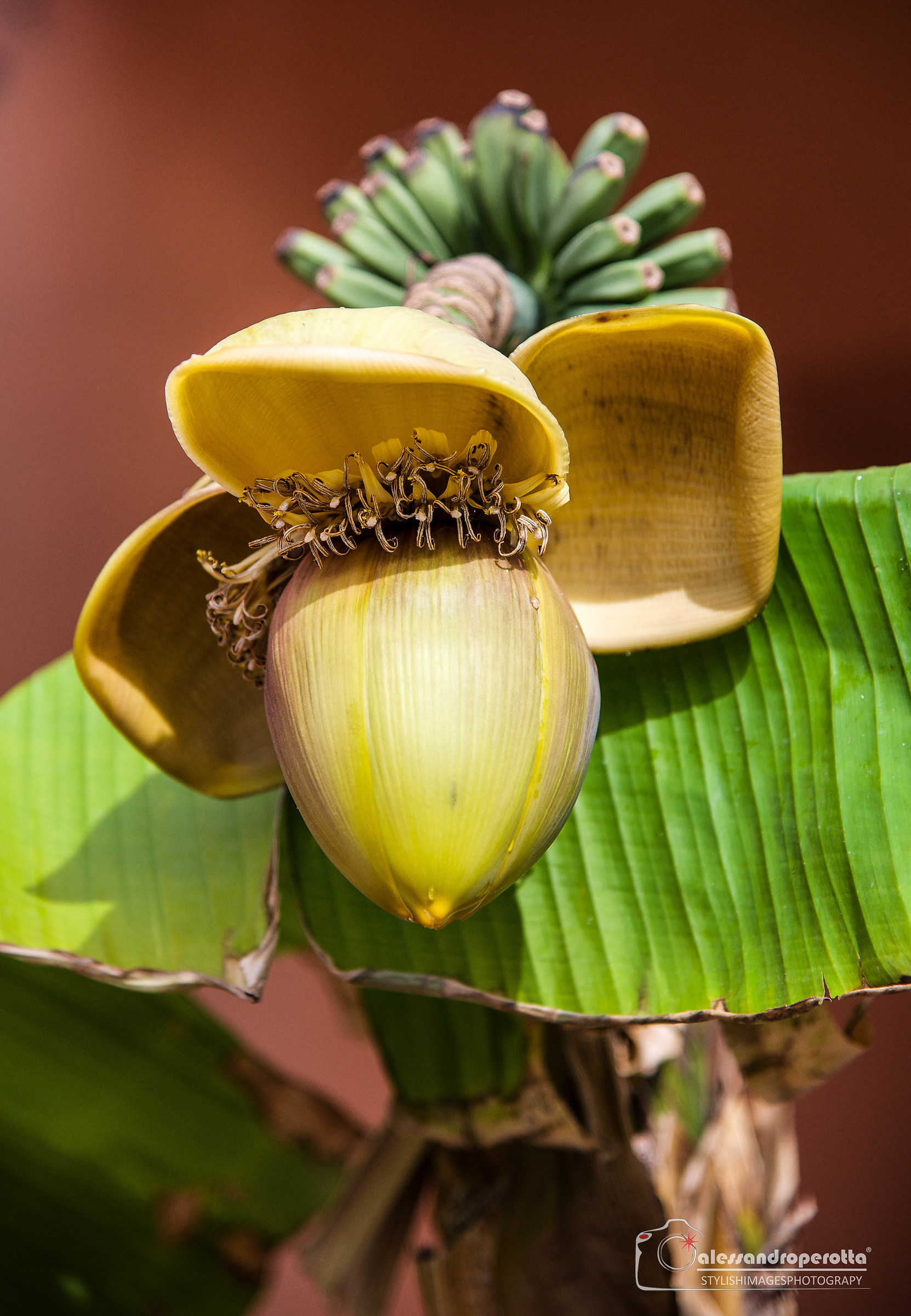 Palm oil .... the good one !!!!