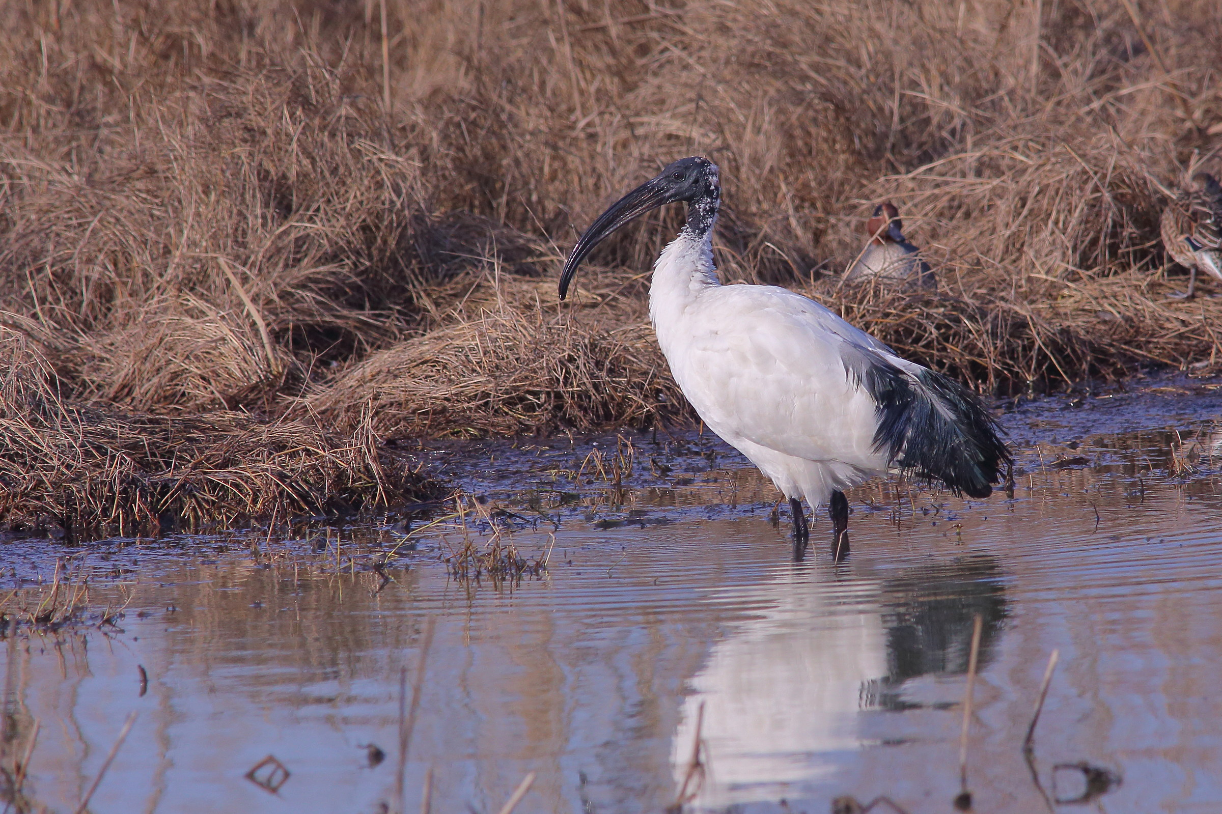 ibis
