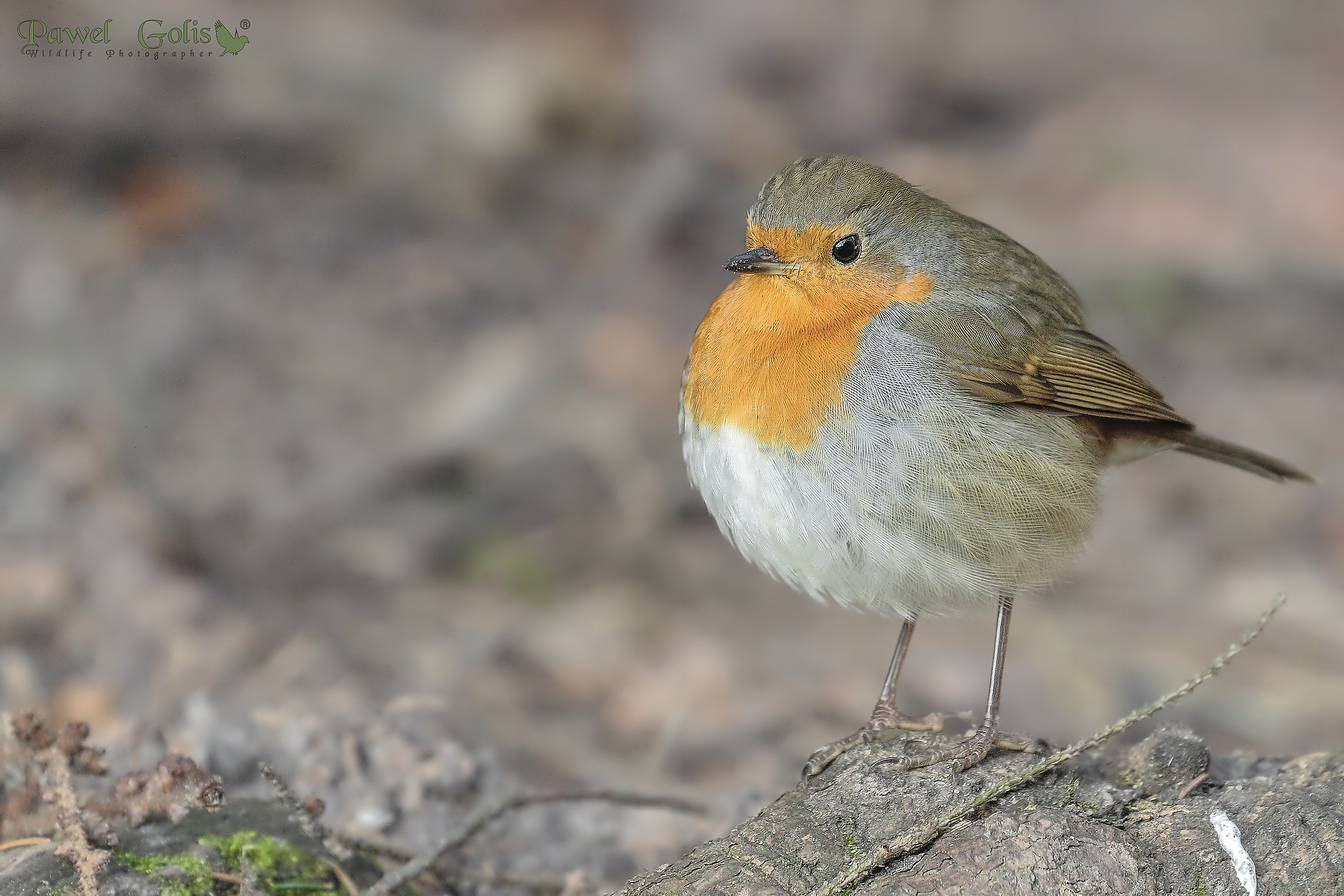 European robin (Erithacus rubecula)