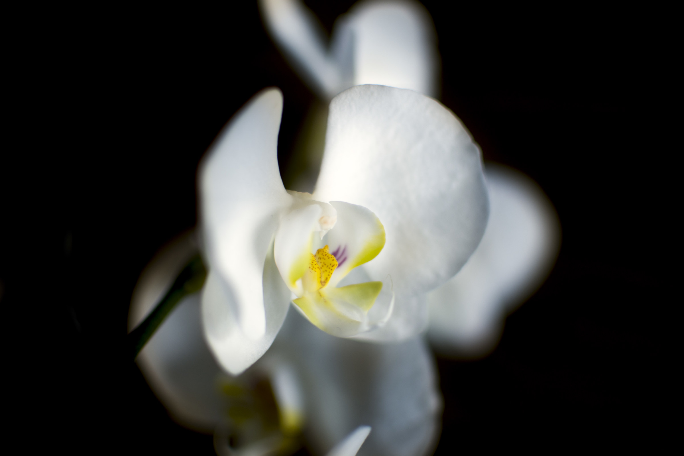 Orchid