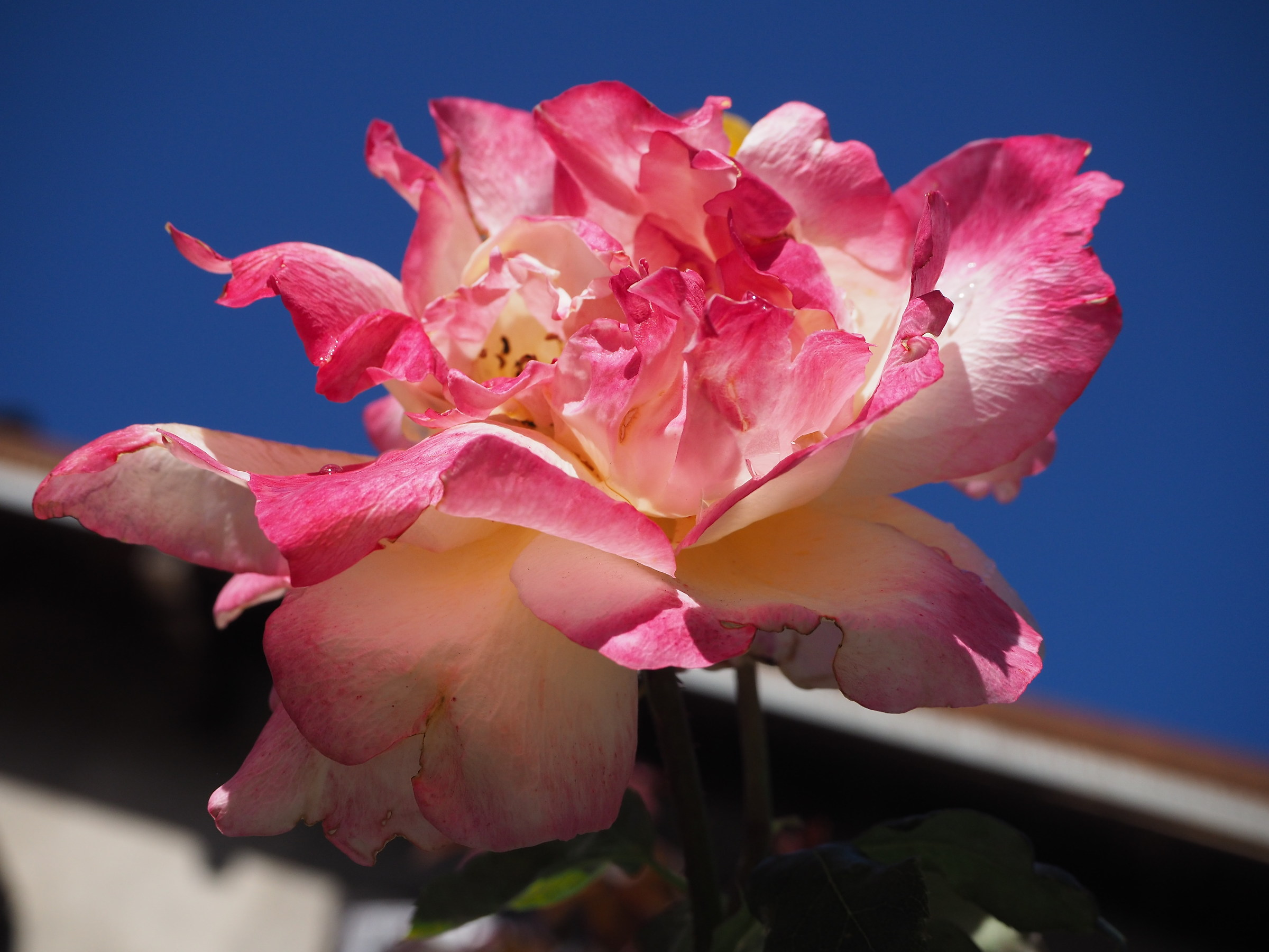 Speckled Rose