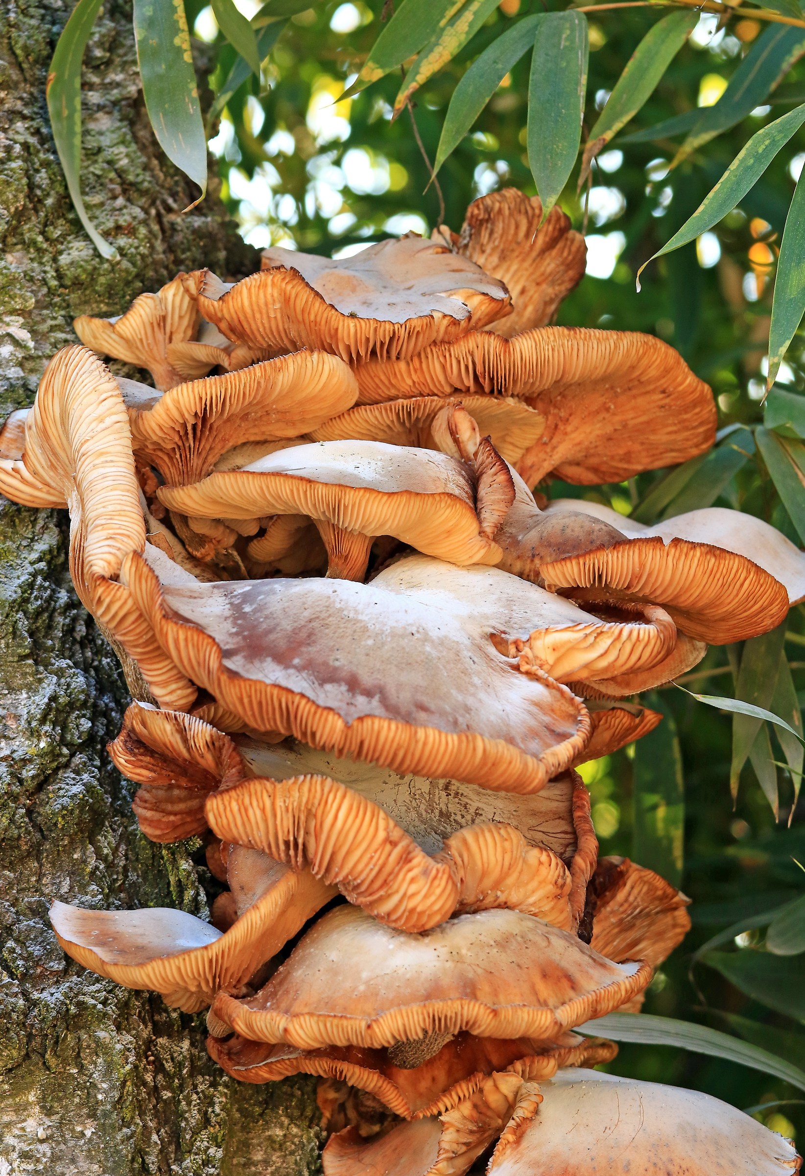 Funghi cresciuti sull'albero