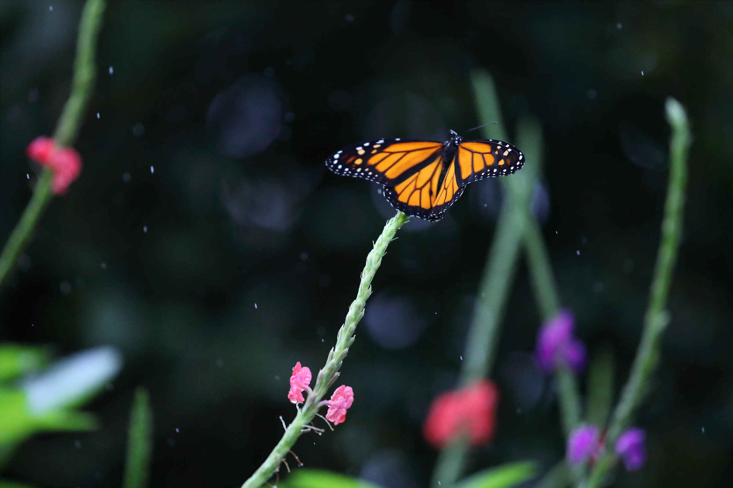 Monarch butterfly