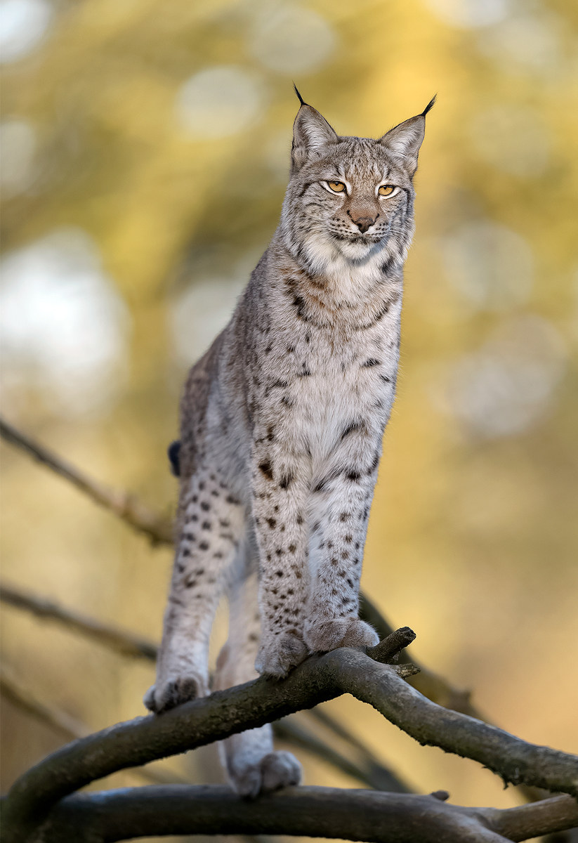 Lince
