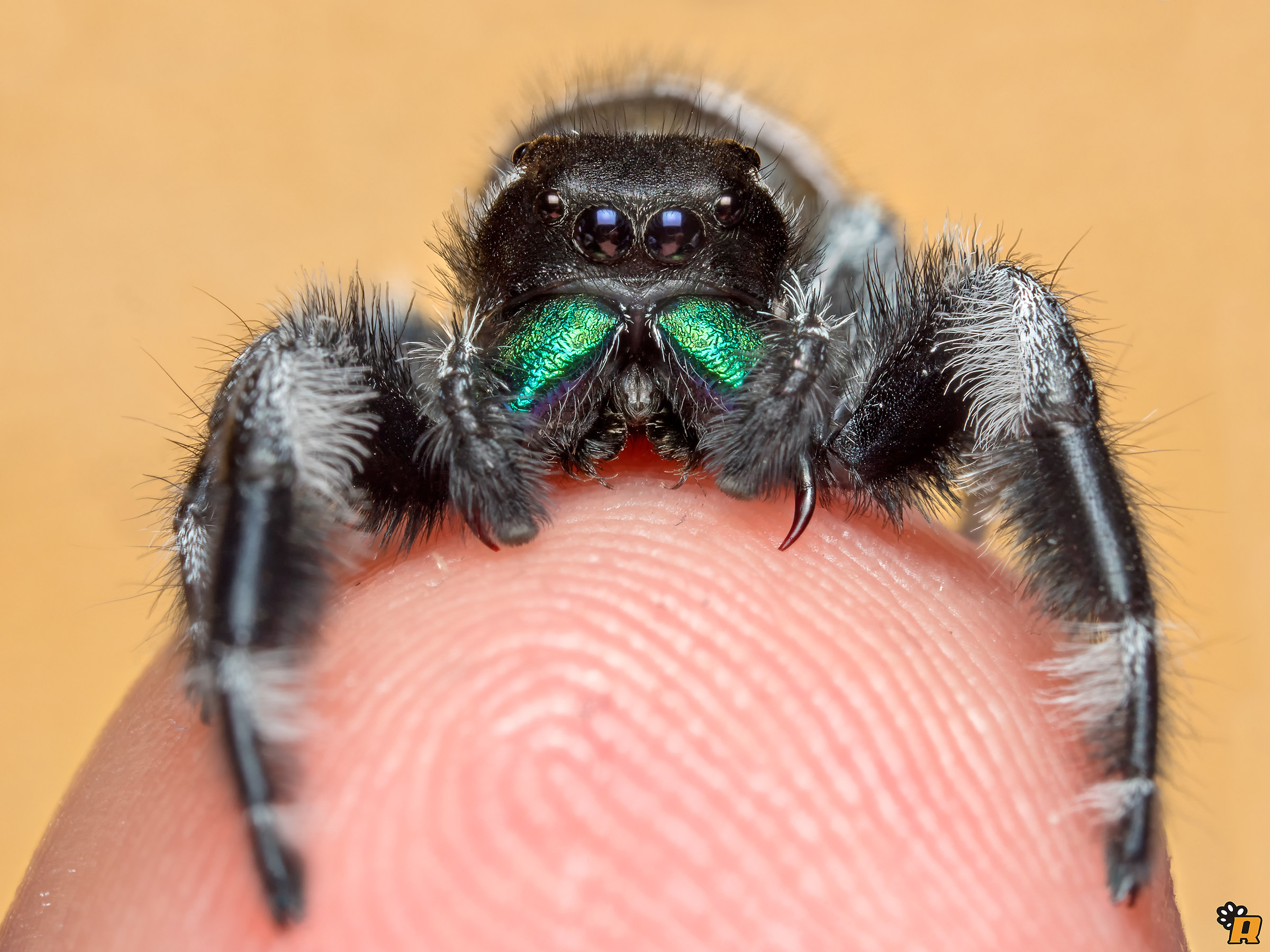 Spiderman - The beginning