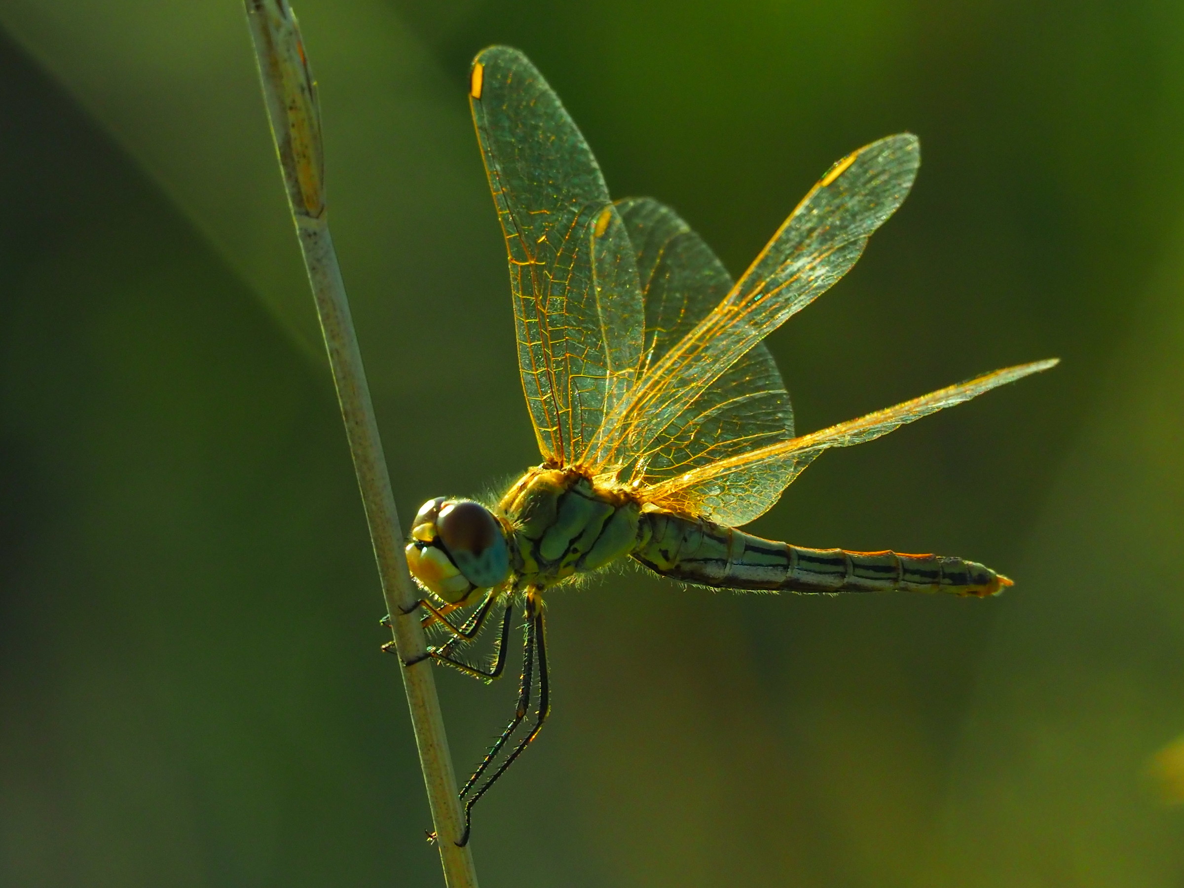 Dragonfly
