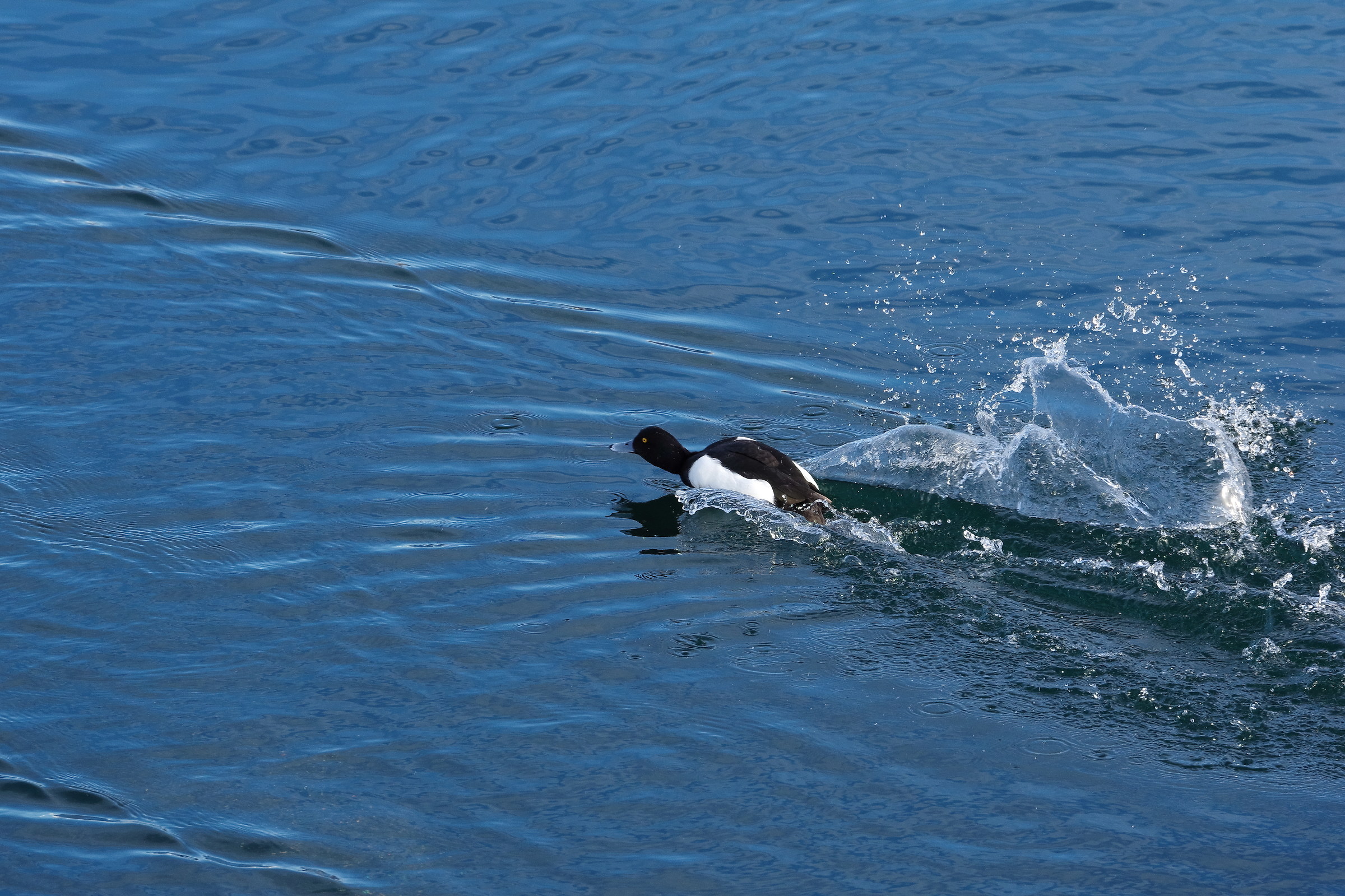 Turkish fistula on the run