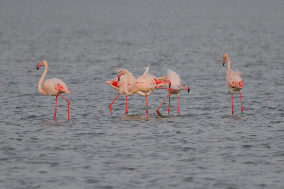 Flamingos at sunset 3