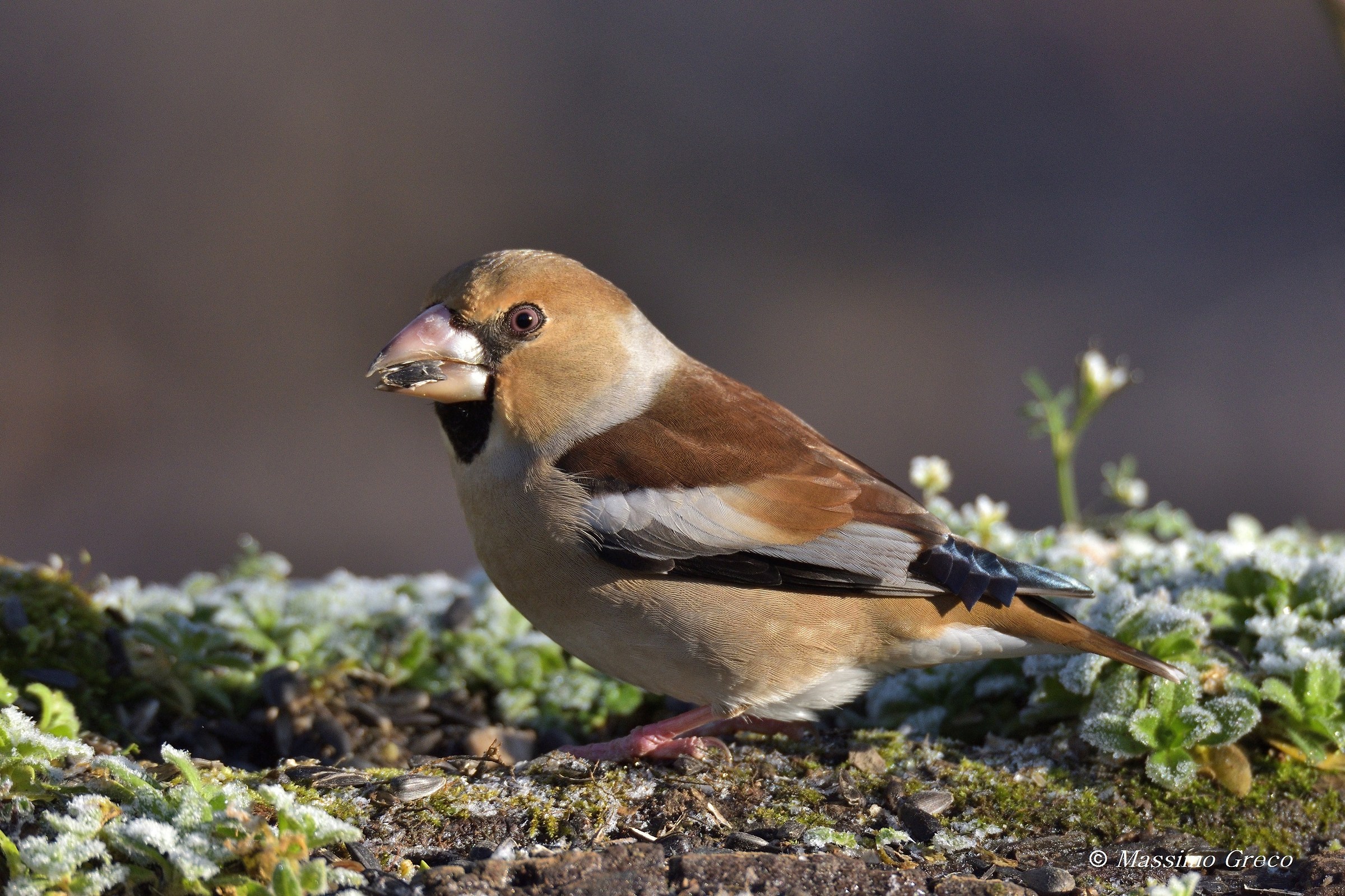 Hawfinch (Coccothraustes coccothraustes)