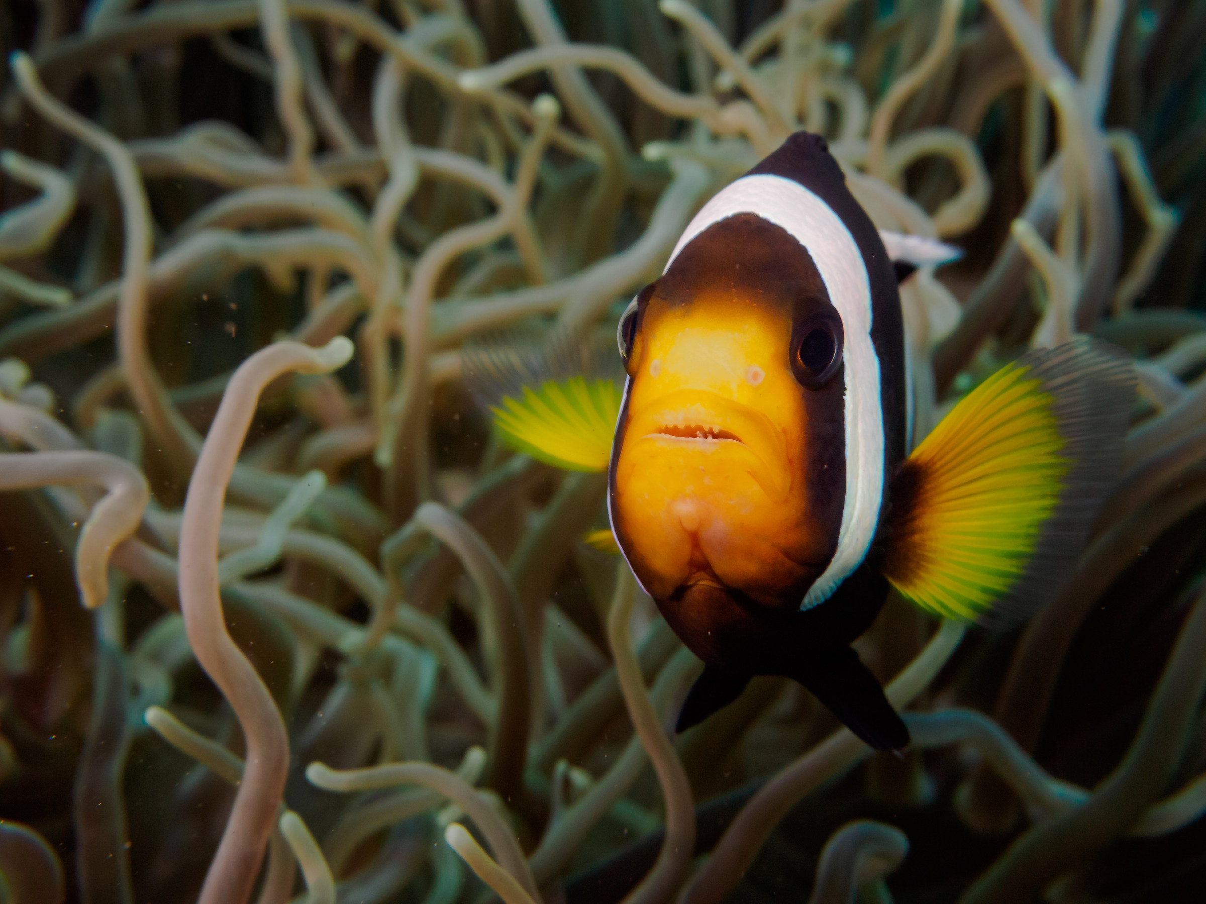 Clownfish
