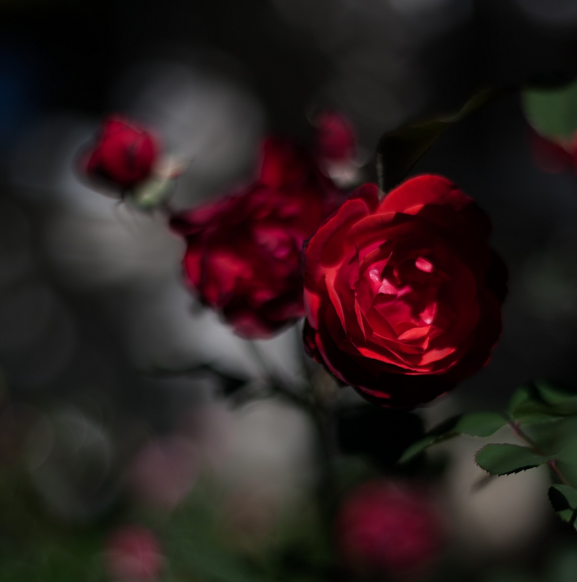 red roses 2