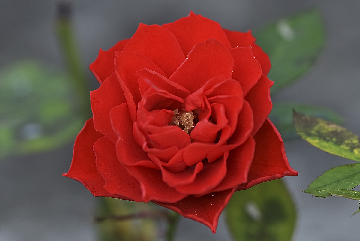 Red Rose