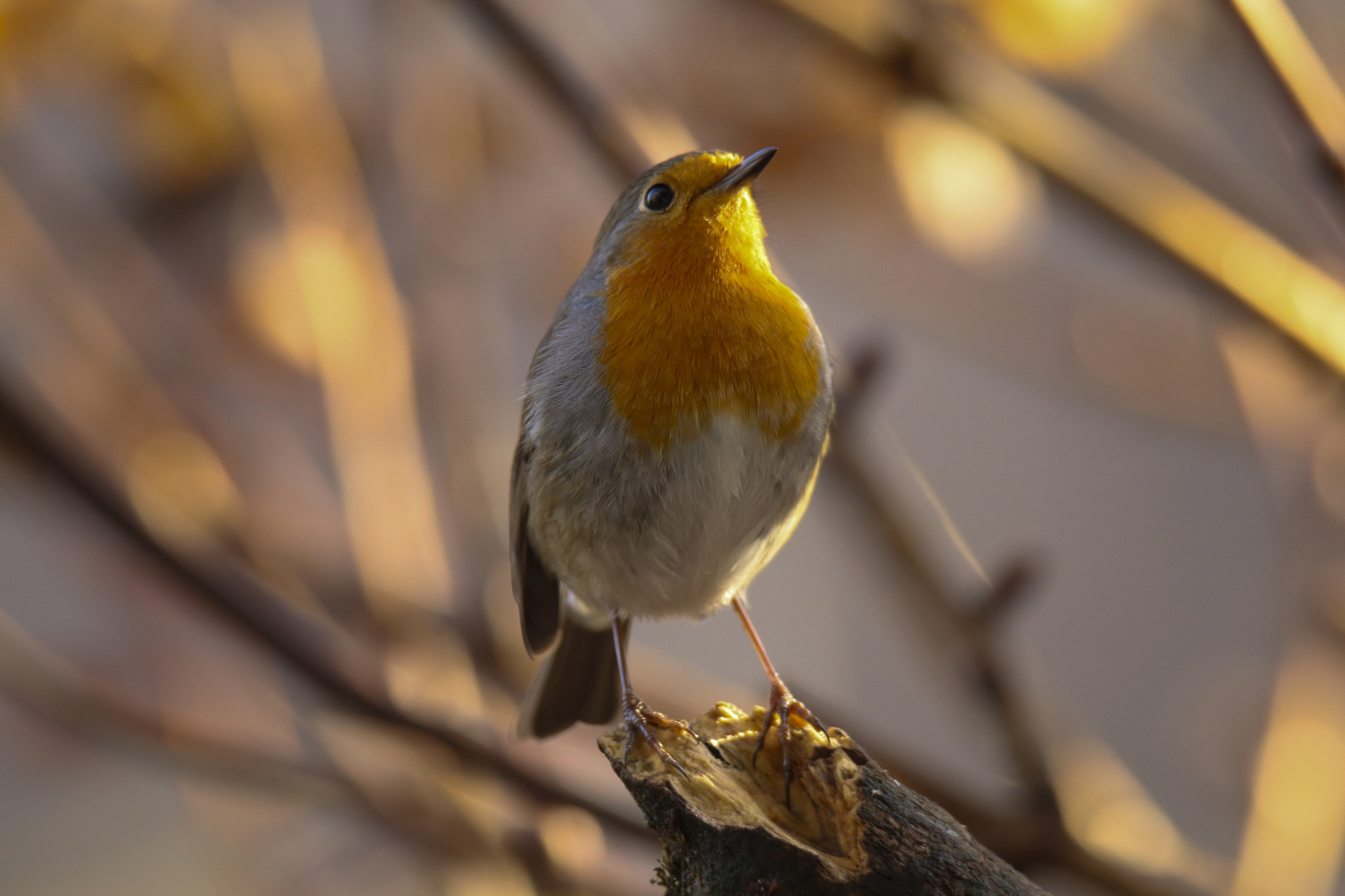 Pettirosso al tramonto