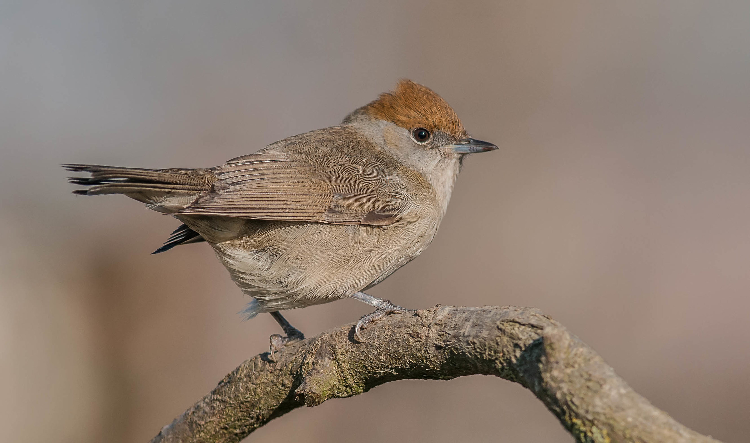 blackcap