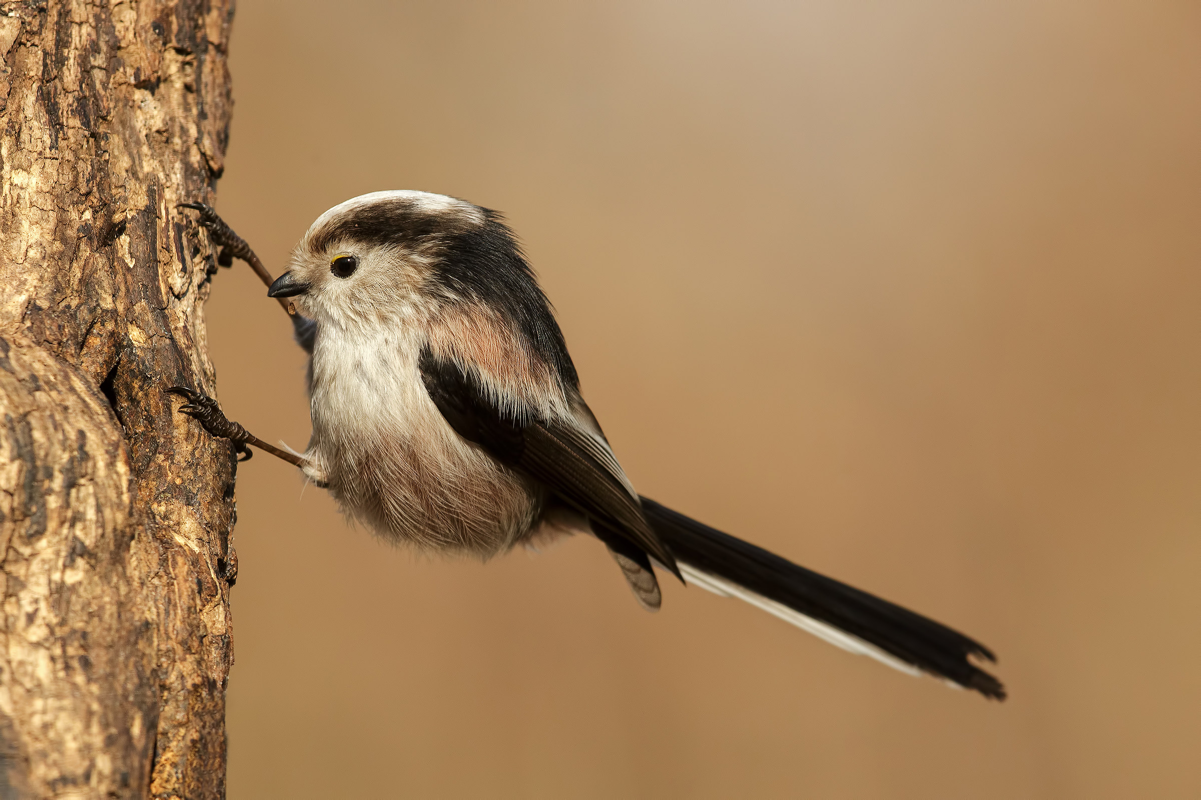 Long-tailed Tit