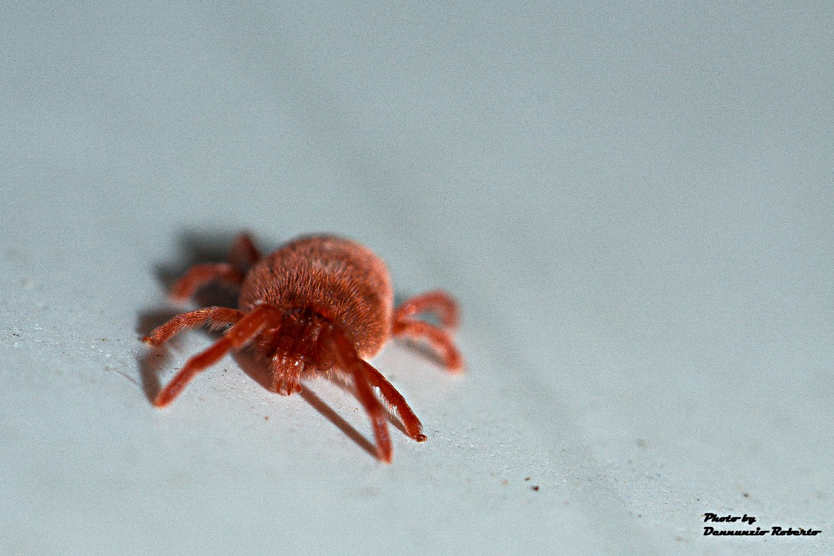 Tetranychus urticae